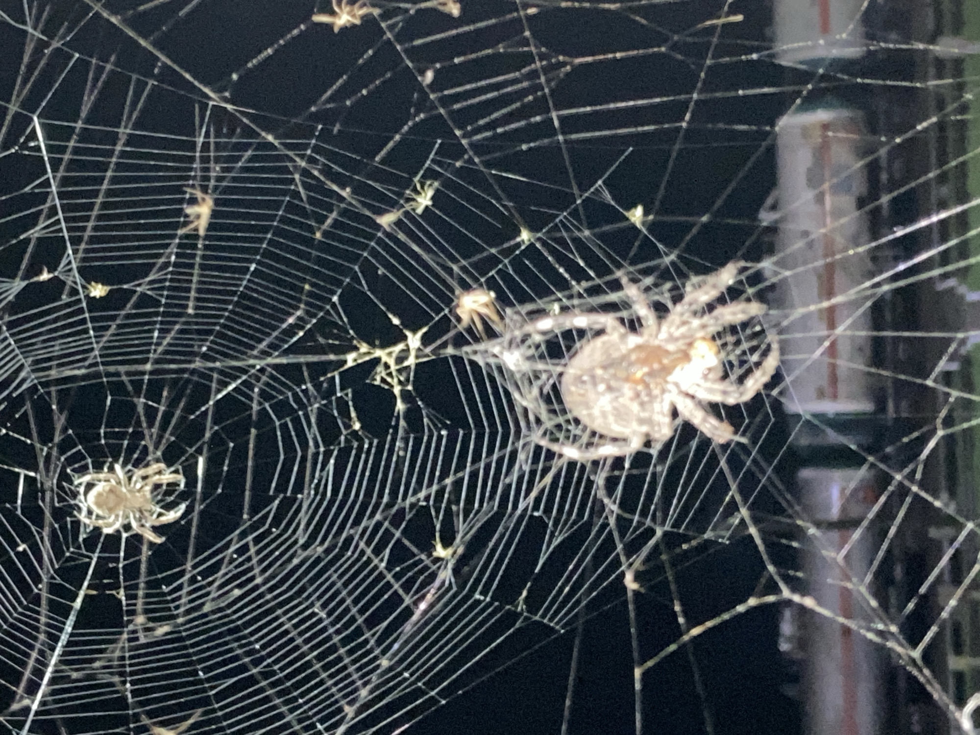 The image shows a close-up of a spiderweb at night in Kraskino, Russia. Several spiders of varying sizes are visible on the web, with the largest spider positioned prominently in the lower center of the frame. The background is dark, with some blurry lights and what appear to be structures in the distance, possibly industrial or transportation-related. The spiderweb itself is intricate and appears to be illuminated, possibly by artificial light, causing some strands to glisten.