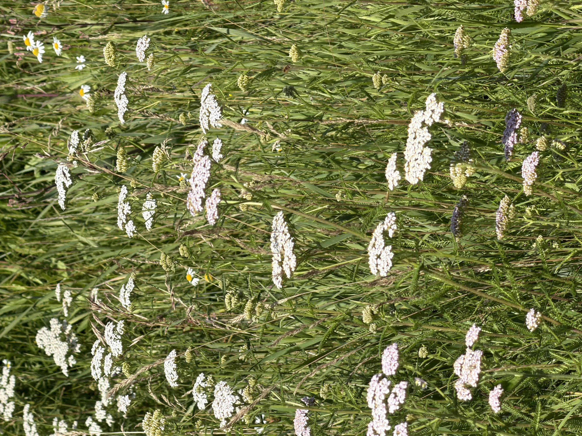 The image depicts a dense field of white and pink wildflowers, primarily yarrow (Achillea millefolium), interspersed with tall green grasses. The scene is bathed in bright sunlight, creating sharp shadows. Several smaller white flowers with yellow centers, possibly chamomile (Matricaria chamomilla), are also visible. The environment suggests a natural, undeveloped area, such as a meadow or roadside verge. No people are present. The image is a close-up, vertical shot of the flora, focusing on the textures and colors of the blooming plants and surrounding vegetation. The specific location in the city of New Kremenkul', Russia is a natural, uncultivated field characteristic of the Siberian steppe.