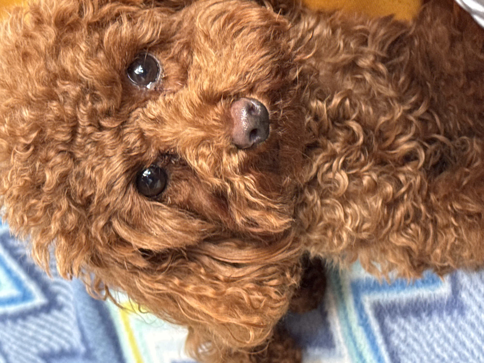 A close-up, head-on shot of a small, red poodle is presented. The dog has dark, expressive eyes, a wet, dark pink nose, and curly, fluffy fur that covers its entire head and body. The poodle is resting on a blue and white striped blanket. The background is blurred, but appears to be indoors. The image does not contain any information about the city of Bersenevka, Russia.