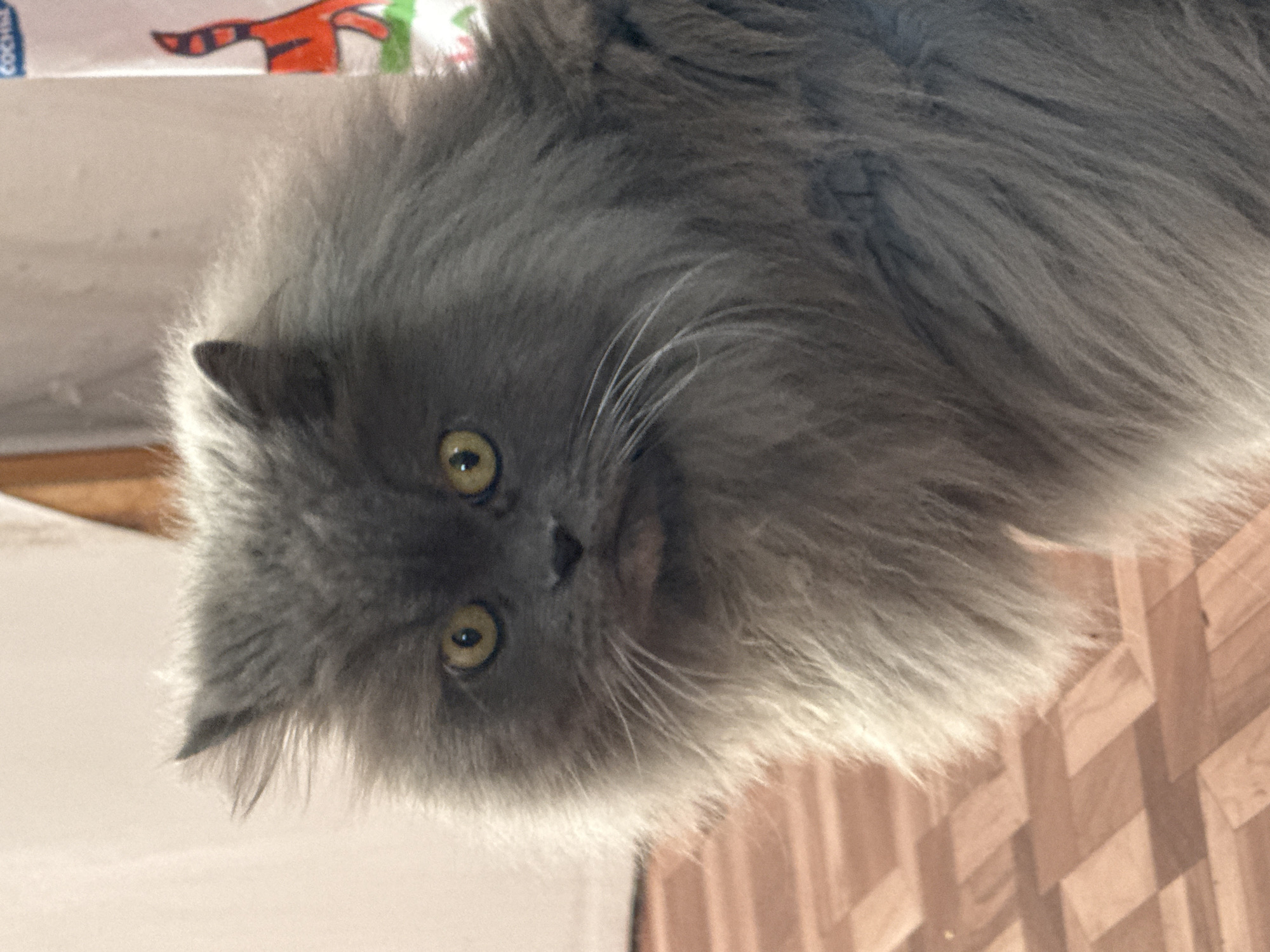 This image captures a long-haired domestic cat, likely a Persian or a similar fluffy breed, positioned indoors in Saint Petersburg, Russia. The cat, exhibiting dense dark grey fur, is featured prominently in the foreground, facing slightly to the viewer's right while maintaining direct eye contact with the camera. Its eyes are a distinctive bright yellow with visible pupils, and prominent white whiskers extend from its snout. The lower portion of the cat's body is obscured by its extensive fur. The background consists of a light-colored wall or door on the left side. On the right, a light-toned curtain or fabric is visible, displaying a partial graphic of an orange tiger's tail with black stripes, extending downwards, alongside a small green element at its base. Faint text, possibly "COCHL" or similar characters, is discernible above the tiger's tail. The floor in the bottom left foreground is composed of light brown wooden planks arranged in a chevron or herringbone parquet pattern. The scene is illuminated by ambient indoor lighting.