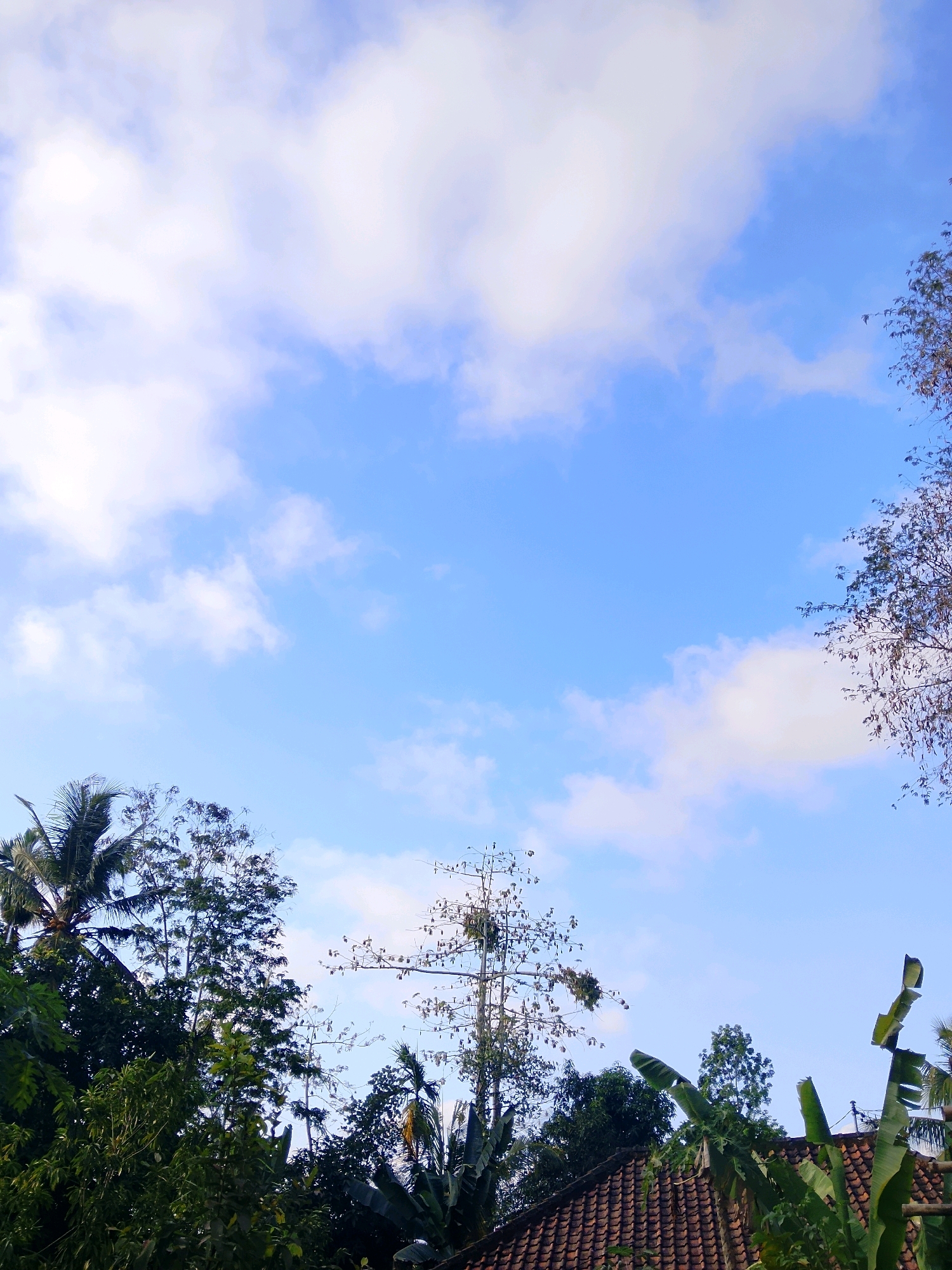 A vertical, medium shot captures a bright, clear blue sky dotted with white clouds above a canopy of lush green trees. In the foreground, the terracotta tiled roof of a building is visible, partially obscured by large, dark green banana leaves. The trees include a tall coconut palm on the left and various other deciduous and broadleaf varieties. The overall scene is natural and tranquil, suggesting an outdoor setting in a tropical or subtropical region. The image is clean with no visible people or animals.