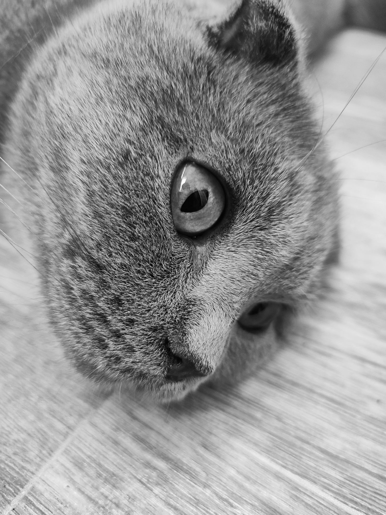 A close-up, black and white, high-angle shot focuses on the head of a grey cat lying on a tiled floor. The cat's fur is visible in detail, with individual hairs and subtle variations in shading. Its left eye is prominent, with a round pupil and a reflective surface. The right eye is partially obscured. The cat's nose and mouth area are also visible, with its whiskers extending outwards. The tiled floor has a wood-grain pattern and appears to be a light color with darker lines separating the tiles. The background is blurred, suggesting a shallow depth of field. The image does not contain any elements that would suggest a specific location in the city of Zlatopil, Ukraine.