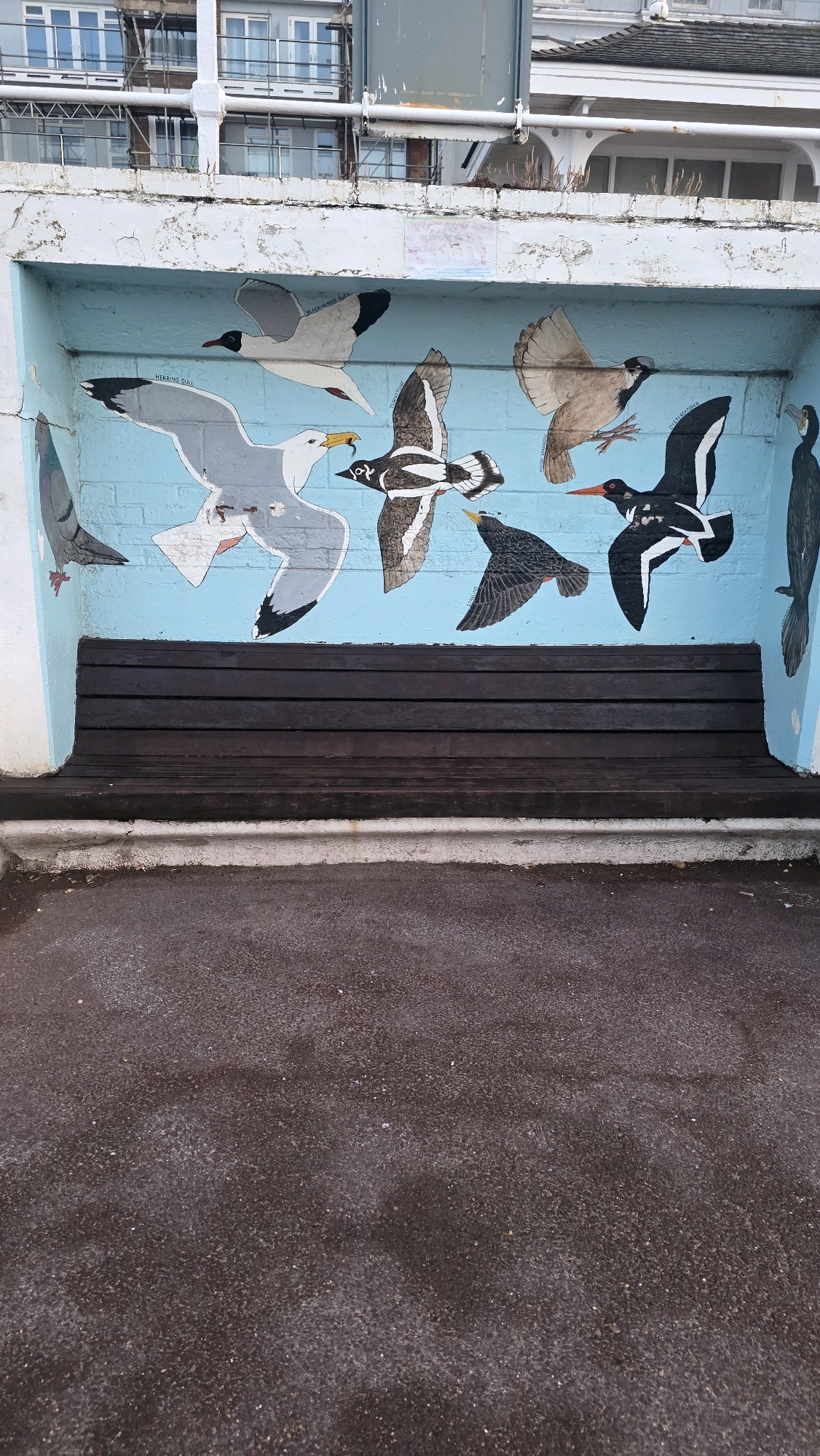 A mural depicting various birds is painted on the back wall of a seating shelter in St Leonards, United Kingdom. The shelter has a dark wooden bench. The mural features a pigeon, a black-headed gull, a herring gull, a sandpiper, a starling, an oystercatcher, and a cormorant. The background of the mural is painted sky blue. The shelter appears to be situated outdoors, possibly near a coastline, with a paved area in front of it. The building behind the shelter has multiple windows and scaffolding, suggesting ongoing construction or renovation.