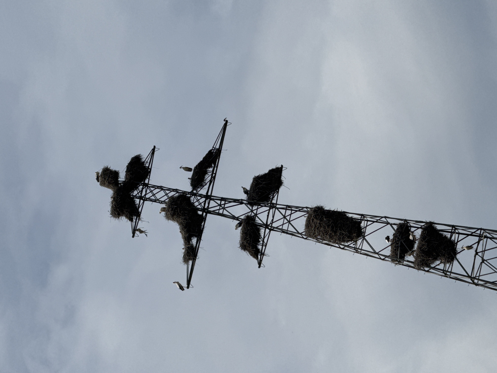 The image shows a low-angle view of an electricity pylon located in Binéfar, Spain. Several large bird nests, possibly built by storks, are situated on the pylon's structure. There are birds visible around the nests, some perched and some in flight. The sky is overcast.