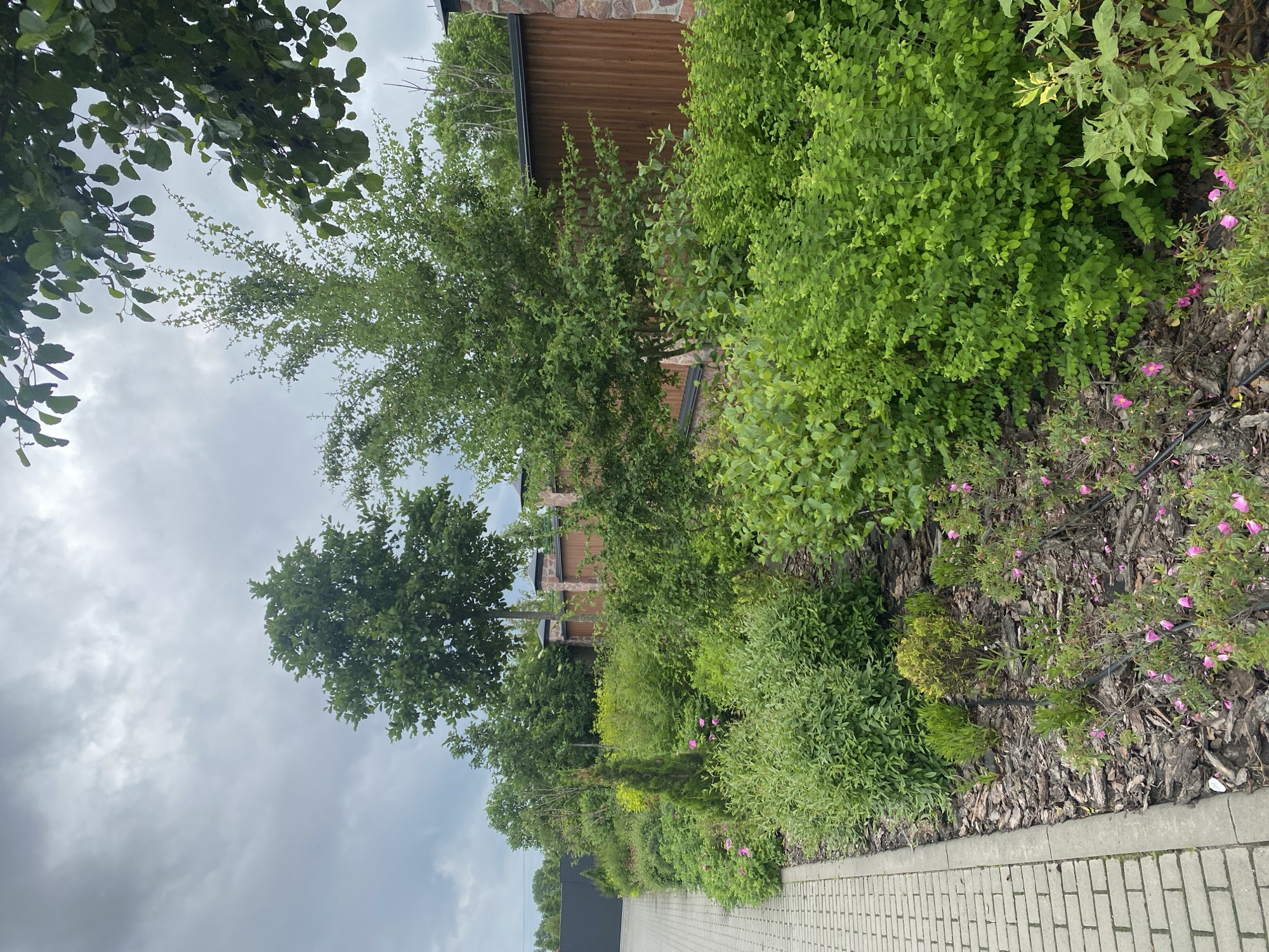 A paved walkway runs along the left edge of the frame, bordered by a mulch-covered garden bed. The garden bed is filled with a variety of lush green bushes, some with pink flowers scattered throughout. Behind the bushes, a wooden fence with stone pillars encloses the property. Several trees of varying heights are visible, with a cloudy sky overhead. The scene is an outdoor environment, likely a residential or public garden in the city of Rozhny, Ukraine. There are no people visible in the image.