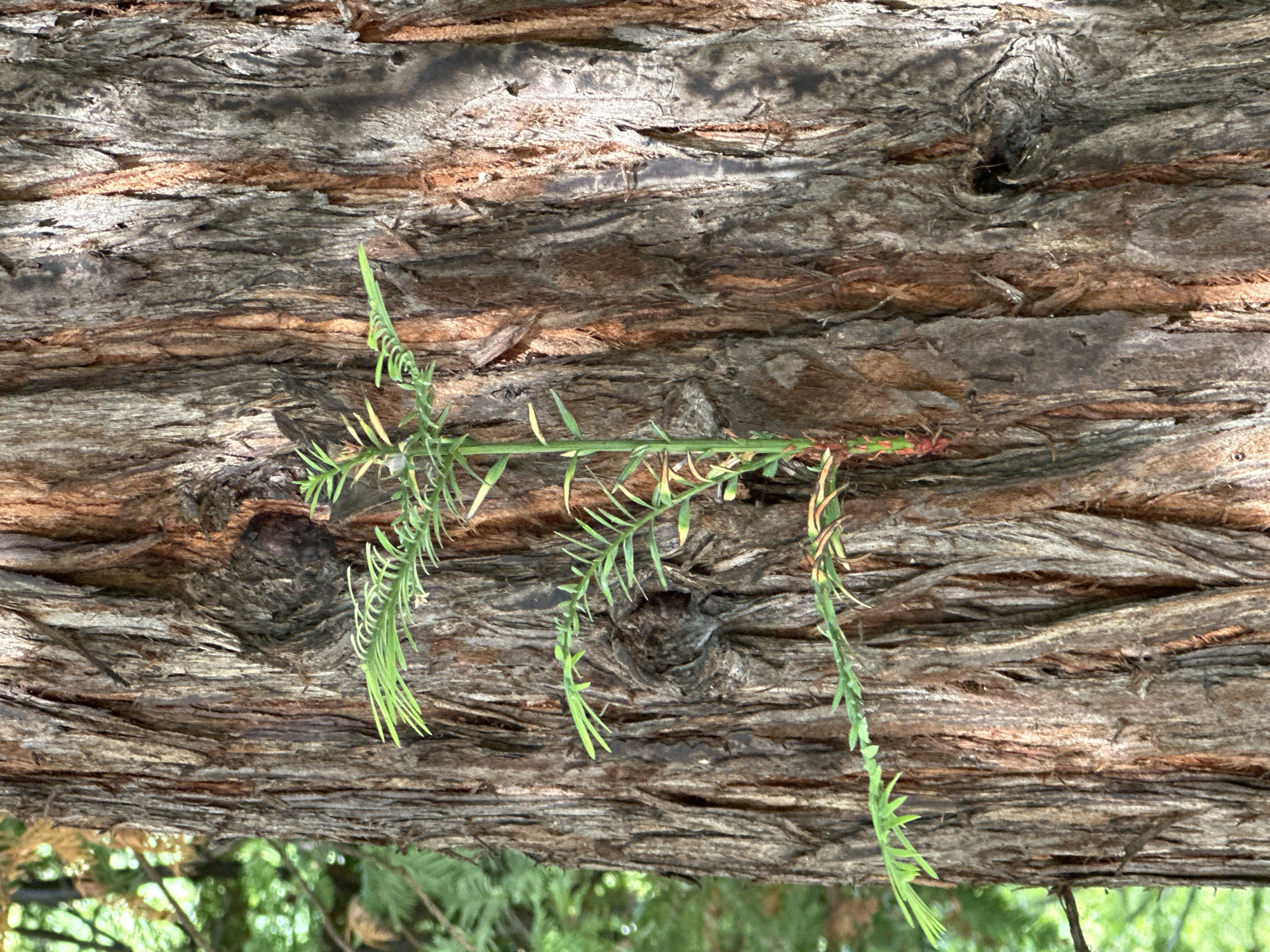 A close-up, eye-level shot focuses on the rough, textured bark of a large tree, likely a redwood, in Sochi, Russia. The bark is a mix of brown and gray tones with deep vertical grooves. A young green sprout emerges from a crevice in the bark, its delicate fronds reaching upwards. In the blurred background, lush green foliage is visible, suggesting a natural, possibly park-like setting. No people or animals are present in the frame. The lighting suggests it is daytime, with a slight dappled effect from sunlight filtering through leaves.