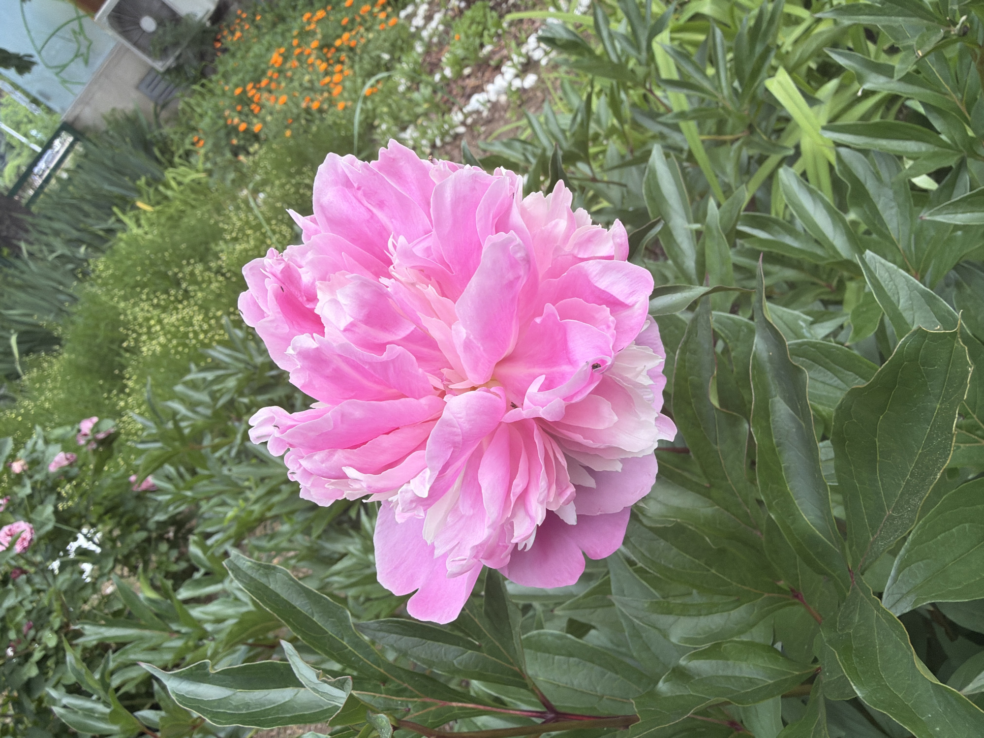 A close-up shot reveals a large, blooming pink peony in a garden setting. The flower dominates the frame, exhibiting multiple layers of delicate petals with subtle white highlights. Lush green foliage surrounds the peony, filling the background with varying shades of green. In the distance, there are glimpses of other flowers, including orange and white blossoms, indicating a diverse garden landscape. To the upper left, a fragment of a building or structure is visible, with a fan-like object attached. The overall scene conveys a sense of natural beauty and tranquility, possibly located in a garden or park. The exact location within Sofia, Bulgaria, is not discernible from the image alone.
