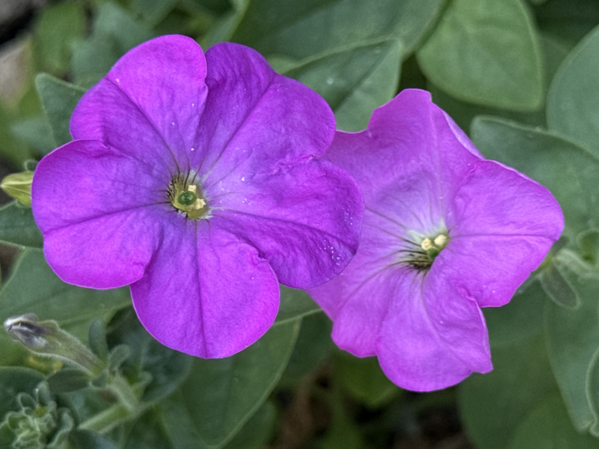 Two vibrant purple petunia flowers dominate the foreground of this close-up, detailed image. The flower on the left is larger and more fully open, its five petals unfurling to reveal a delicate yellow center with dark stamens. The petals are a rich, velvety purple, with subtle variations in shade and texture. A few tiny white specks, possibly pollen or dust, are visible on its petals.
To the right, a second petunia, slightly smaller and less open, is partially visible. Its petals are a similar shade of purple, and its center also displays hints of yellow. Both flowers are surrounded by lush green foliage, which provides a soft, blurred backdrop, creating a sense of depth and focus on the blooms.
In the lower left corner of the image, a small, unopened petunia bud is visible, its pointed tip a pale green. The overall impression is one of natural beauty and delicate vibrancy. The lighting suggests it could be daytime, perhaps in a garden or park setting, though no specific location cues are present. There is no visible text in the image.