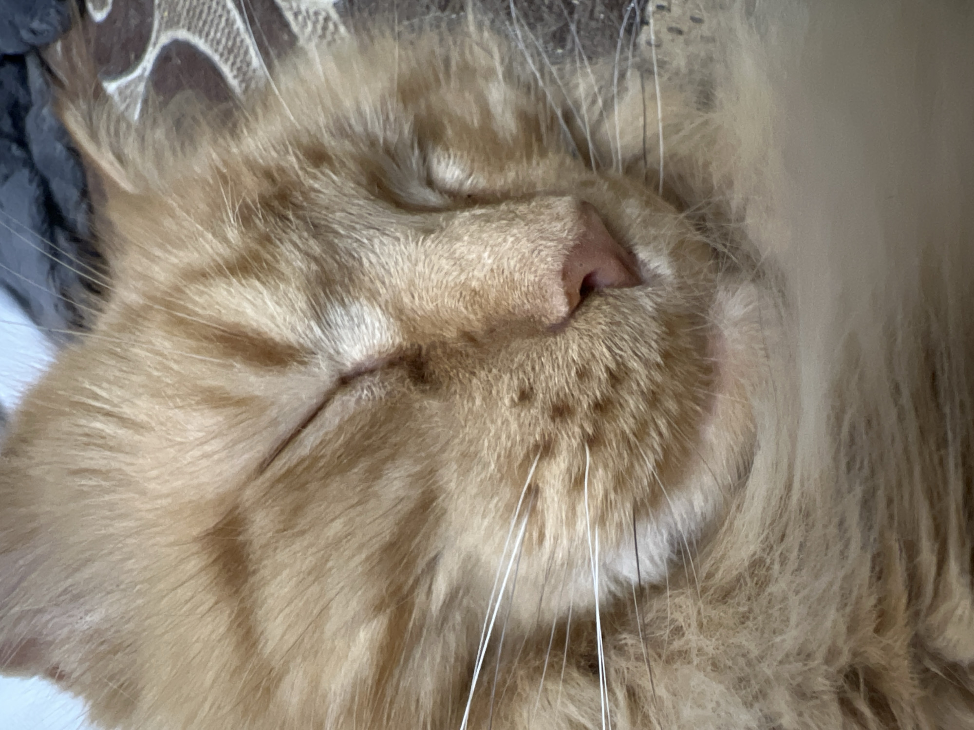 An extreme close-up, taken from a slightly elevated angle, shows a sleeping ginger cat. The cat's eyes are closed, and its face is peacefully relaxed. Long, white whiskers extend from its muzzle, contrasting with the soft, orange fur that surrounds it. The cat is lying on a textured surface, possibly a blanket or bedspread, with a pattern of interwoven brown and cream elements visible in the background. The lighting is soft and diffused, highlighting the cat's fur and the contours of its face. There is no discernible indication of the city of Markova, Russia, within the image.