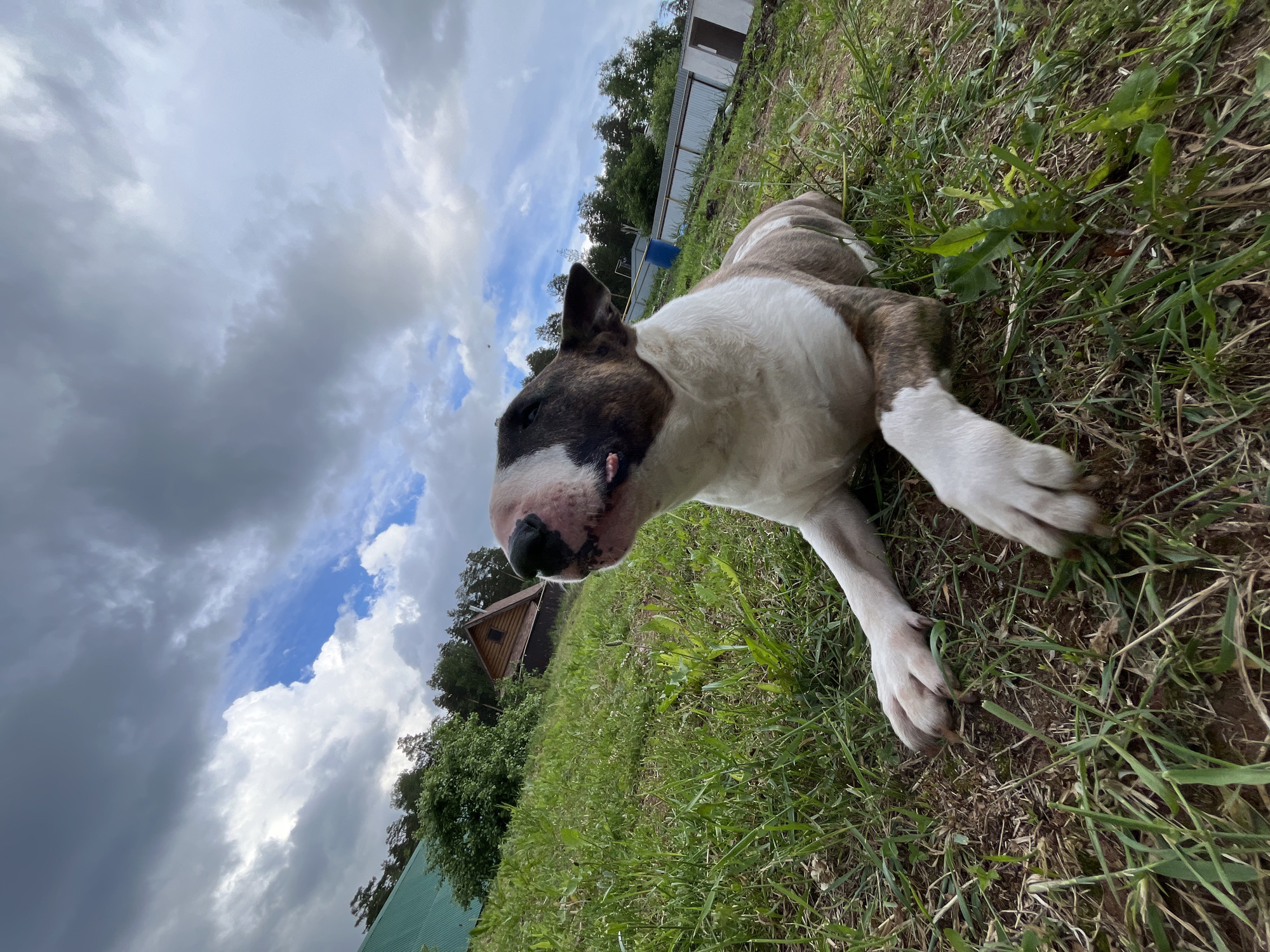 This image depicts a Bull Terrier dog resting on green grass under a dynamic sky in Chaikovsky, Russia. The dog, a mix of white and brindle fur, occupies the immediate foreground, lying on its side with its head turned slightly to the left. Its mouth is partially open, revealing a hint of its pink tongue. Its front paws are extended forward, resting on the grass, giving it a relaxed posture.
The photograph is taken from a low angle, looking upwards, and is notably tilted clockwise, causing the horizon line to appear diagonally across the frame. The lush green grass covers the lower half of the image, while the upper half is dominated by a cloudy sky. The sky features a combination of dark grey and bright white clouds, with significant patches of clear blue sky visible, particularly towards the upper right.
In the mid-ground, a line of dense green trees forms a natural boundary. Beyond the trees, various structures can be seen, suggesting a rural or semi-rural setting. These include a rustic wooden cabin or small house with a dark roof to the right, and a lighter-colored building, possibly a shed or garage, with an accompanying fence further to the left. A green roof structure is also partially visible in the bottom right corner of the background. The scene is illuminated by natural daylight, indicating it is daytime. No text is visible in the media file. The overall impression is one of a peaceful, outdoor moment.