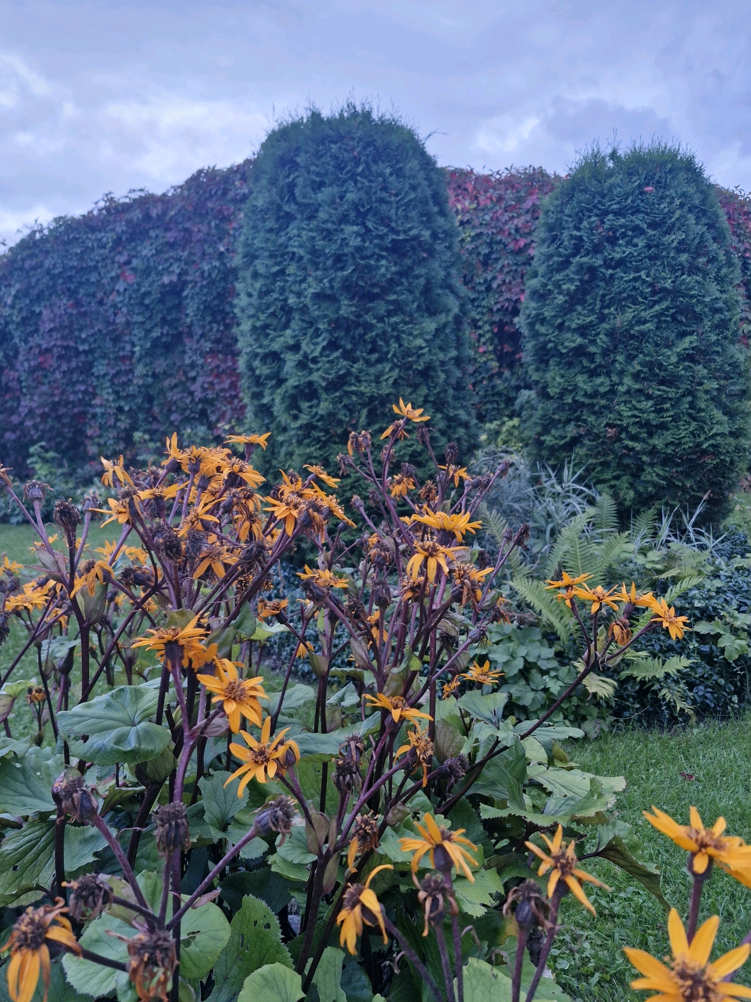 The image depicts a garden scene under an overcast sky. In the foreground, a cluster of bright orange flowers with dark stems and large green leaves are prominently displayed. Behind these flowers, two tall, conical evergreen trees stand against a backdrop of a dense, dark ivy-covered wall that transitions to a reddish-purple hue, suggesting it might be a Virginia creeper in autumn. Ferns and other lush green foliage are visible between the evergreen trees and the ivy wall, adding depth and texture to the environment. The lawn in the lower right corner appears neatly mown. The overall impression is one of a cultivated outdoor space, possibly a private garden or a public park, showcasing a mix of seasonal blooms and evergreen foliage. The location in Klaipėda, Lithuania, suggests a European garden aesthetic, likely experiencing cooler weather given the muted sky and late-blooming flowers.