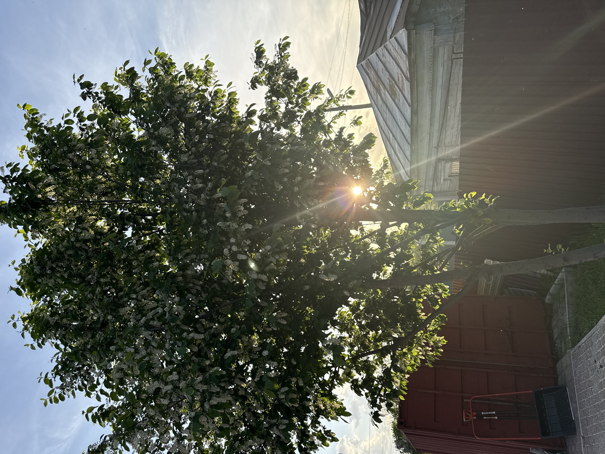 The image depicts a tree with green leaves and white flowers in full bloom. The sun is shining brightly through the tree branches, creating a starburst effect. To the right of the tree, a building with a reddish-brown wall and a gray roof is visible. At the bottom of the image, near the reddish-brown wall, there is a black bin or container. The location is assumed to be within the city of Ленино, Russia, based on the prompt's instructions. The scene appears to be outdoors during daytime.