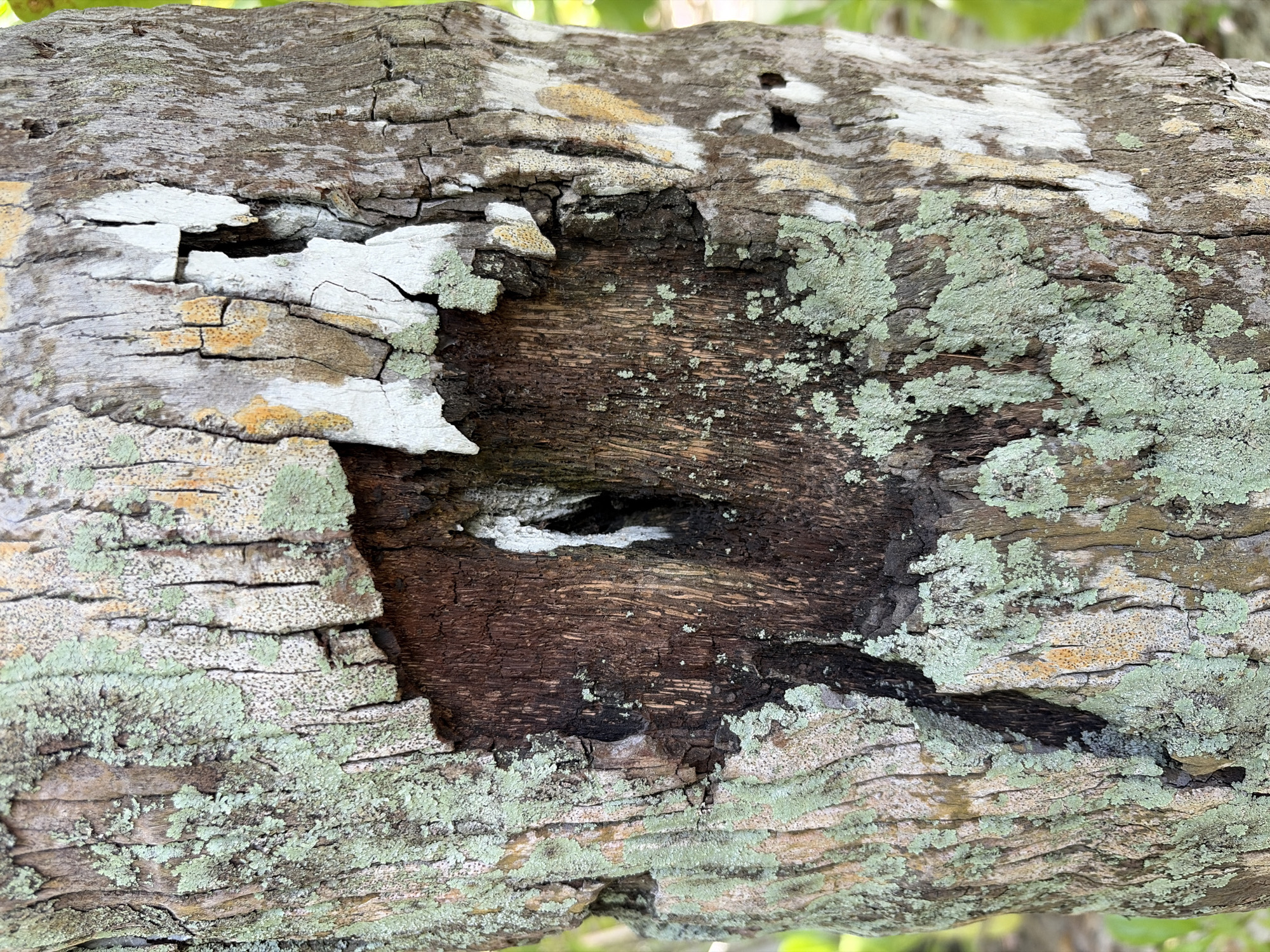 This is a close-up, medium shot of the bark of a tree in Halaveli, Maldives. The bark is rough and textured, with a dark, hollowed-out area in the center. There are patches of green and white lichen growing on the bark, as well as some orange and brown discoloration. The background is blurred and appears to be foliage, suggesting an outdoor, natural environment. There are no people or animals visible in the image.