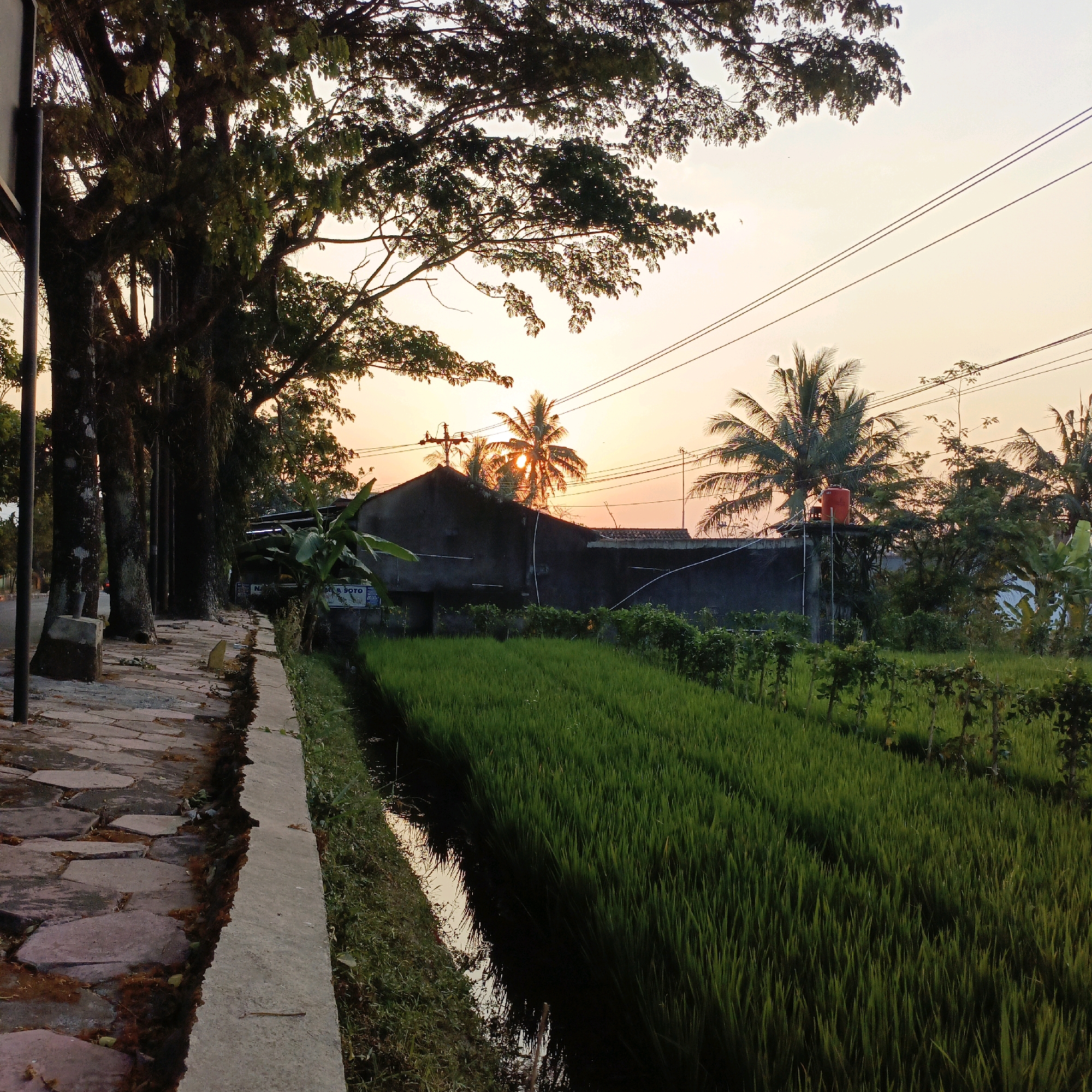 The image captures a tranquil sunset scene in Salatiga, Indonesia, likely during the late afternoon. The foreground features a cobblestone pathway bordering a narrow, dark canal filled with water that reflects the warm hues of the sky. Lush green rice paddies stretch out on the right side of the canal, their vibrant stalks creating a dense texture. Beyond the paddies, a dark-colored building with a red water tank on its roof is visible, partially obscured by tropical trees and foliage, including prominent palm trees. The setting sun, a brilliant orange orb, is partially hidden behind a cluster of palm trees, casting a warm glow and visible sun rays. Power lines crisscross the sky, a common sight in the urban or semi-urban landscape of Indonesia. Large trees with dense foliage line the left side of the pathway, casting shadows and framing the scene. The overall atmosphere is peaceful, suggesting a rural or suburban area within Salatiga. There are no people or animals visibly present in the image.