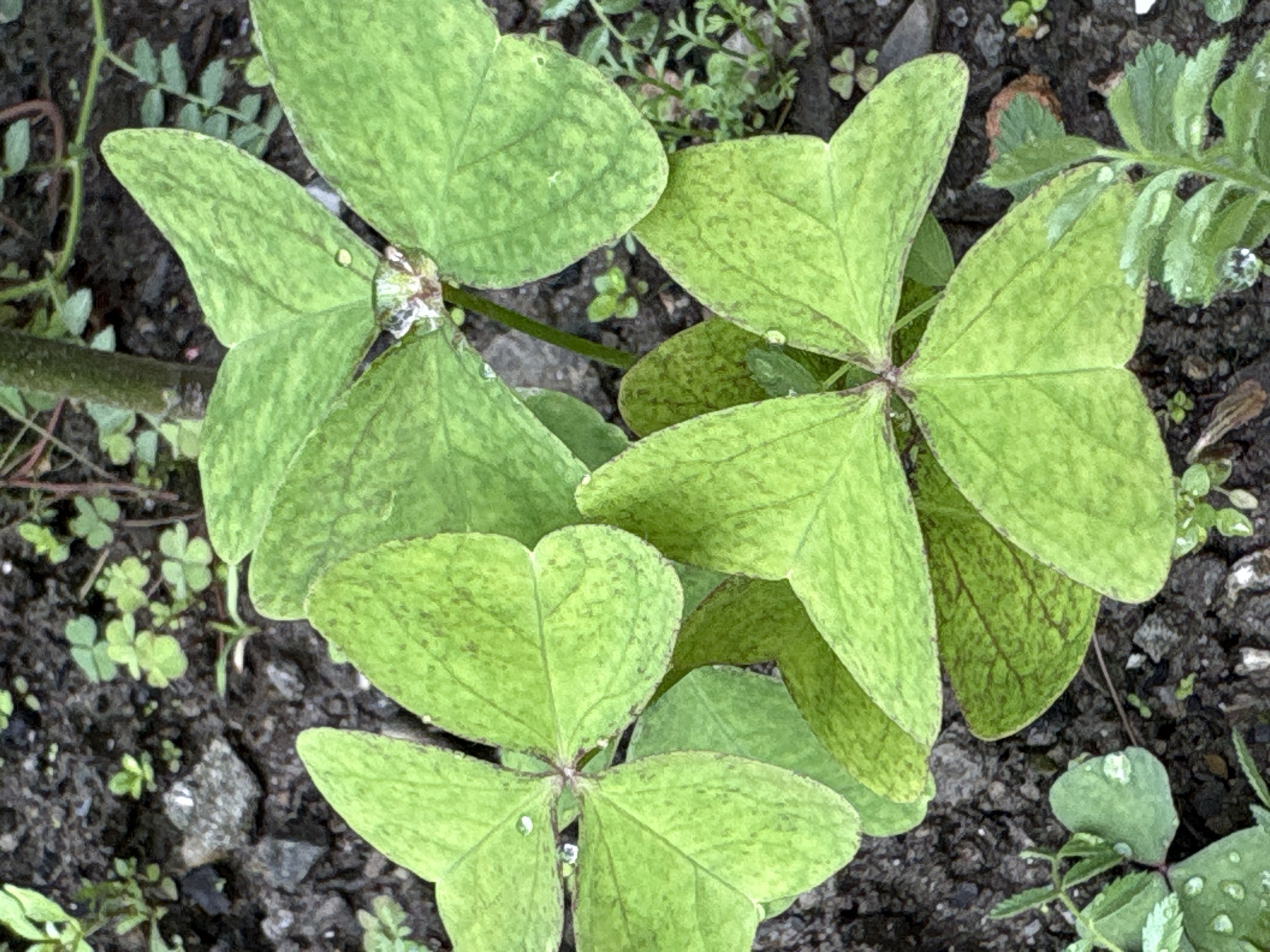 A close-up, overhead shot captures a patch of vibrant green Oxalis plants growing in dark soil. Each leaf is composed of three heart-shaped leaflets, some exhibiting reddish-brown veins and speckled patterns. Several small, glistening water droplets are visible on the surface of the leaves, suggesting recent rain or dew. The background consists of more dark soil interspersed with small stones and tiny green sprouts. The image is set in Patlikuhal, India.