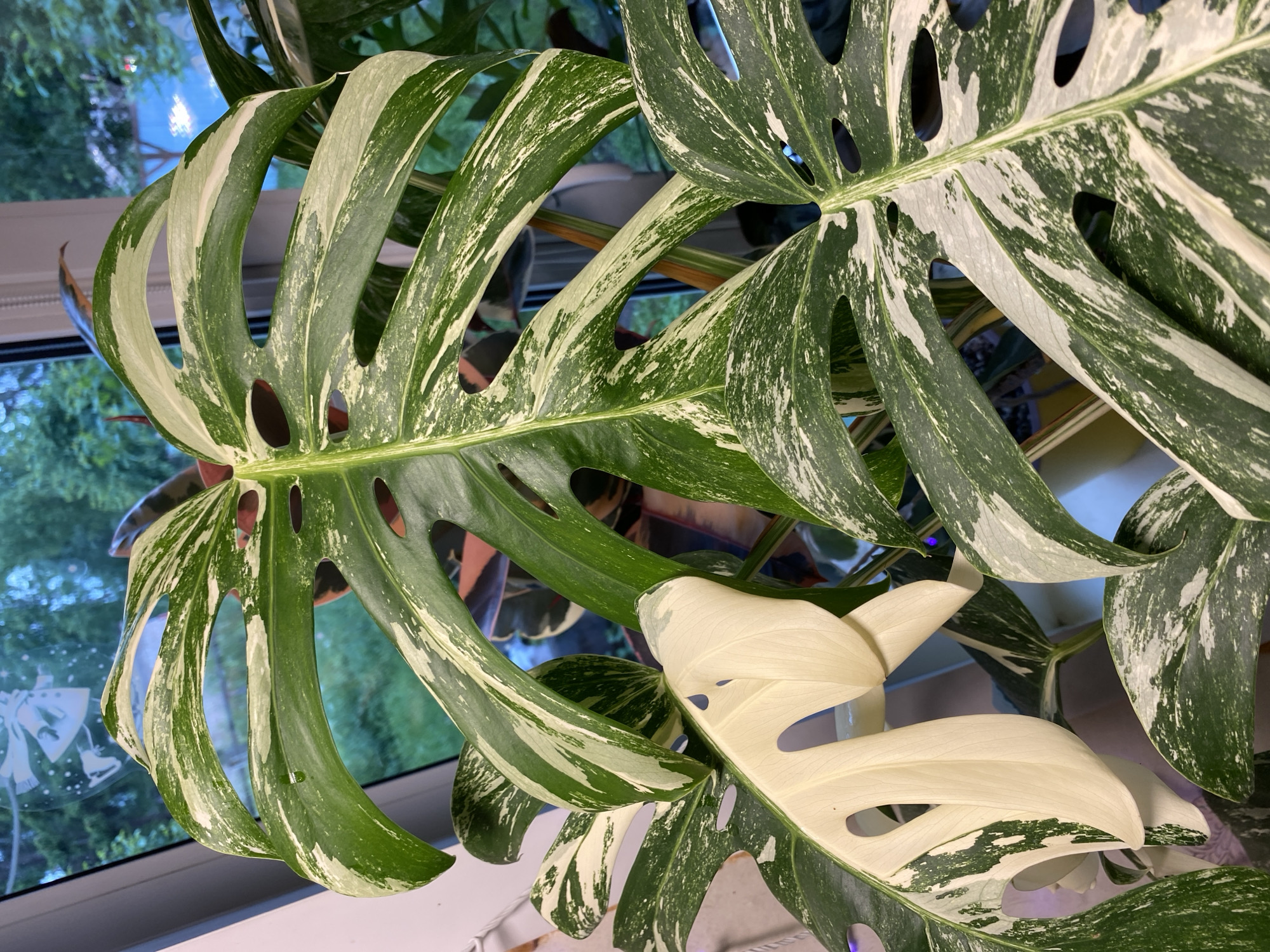 The image shows a close-up of a variegated Monstera plant's leaves. The leaves are large, with characteristic fenestrations (holes and splits). The variegation is striking, with irregular patches of dark green and creamy white or pale yellow. One leaf in the foreground is almost entirely white, with only a few small green flecks. The plant appears healthy and vibrant.
The background is out of focus but suggests an indoor setting, possibly near a window. Through the window, green foliage and trees are visible, hinting at an outdoor scene. The lighting suggests it is daytime, with natural light illuminating the plant. There are some faint reflections on the window, but no discernible text or specific identifying features of the location are visible. The overall impression is one of a lush, well-cared-for houseplant.