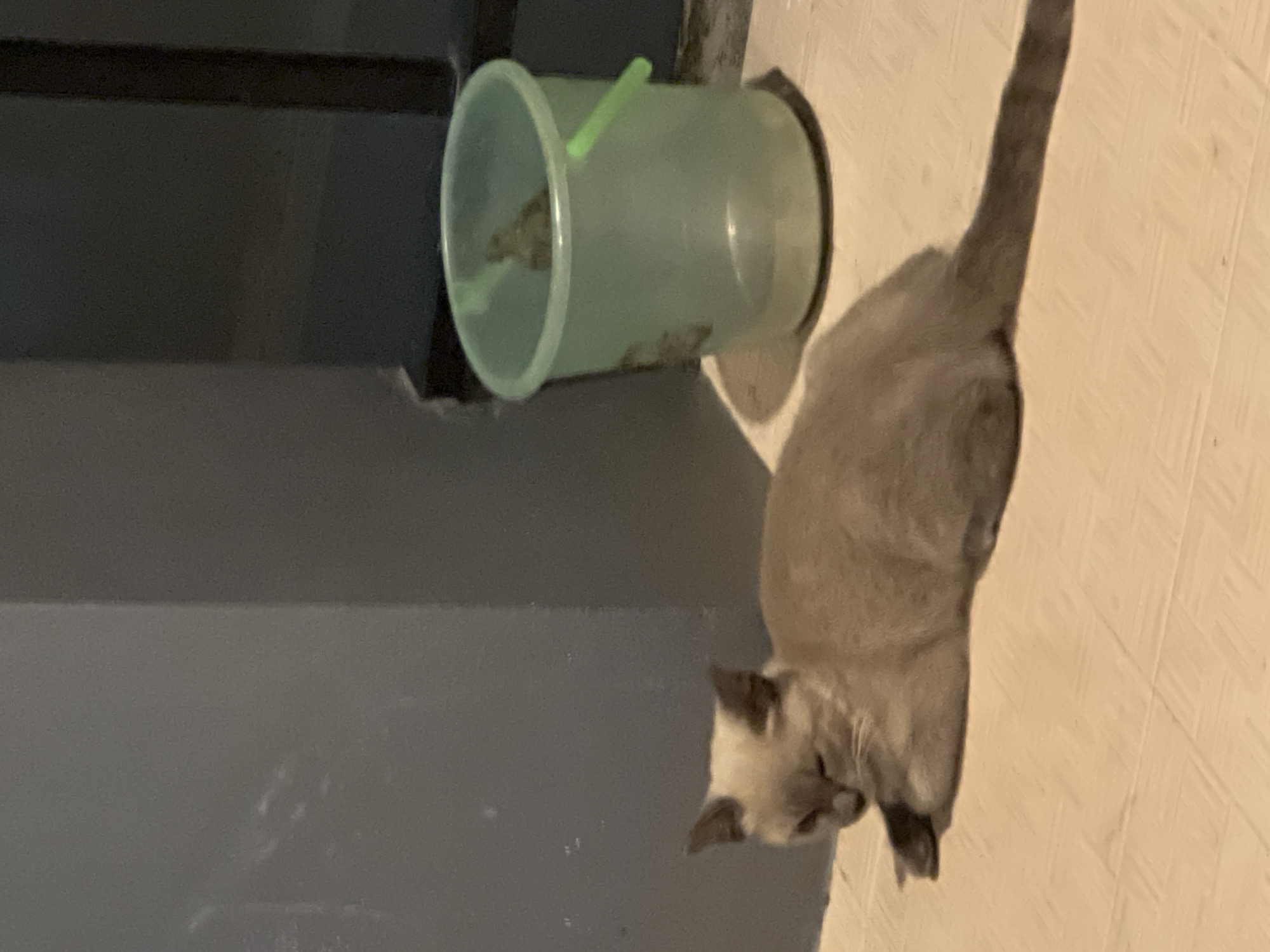 A light brown cat with dark points is lying on a tiled floor next to a gray wall. To the right of the cat is a translucent green bucket with a light green handle. The bucket appears to contain some debris. The cat is facing left, with its eyes partially closed. The floor tiles are a light beige color and arranged in a grid pattern. The background wall is a dark gray.