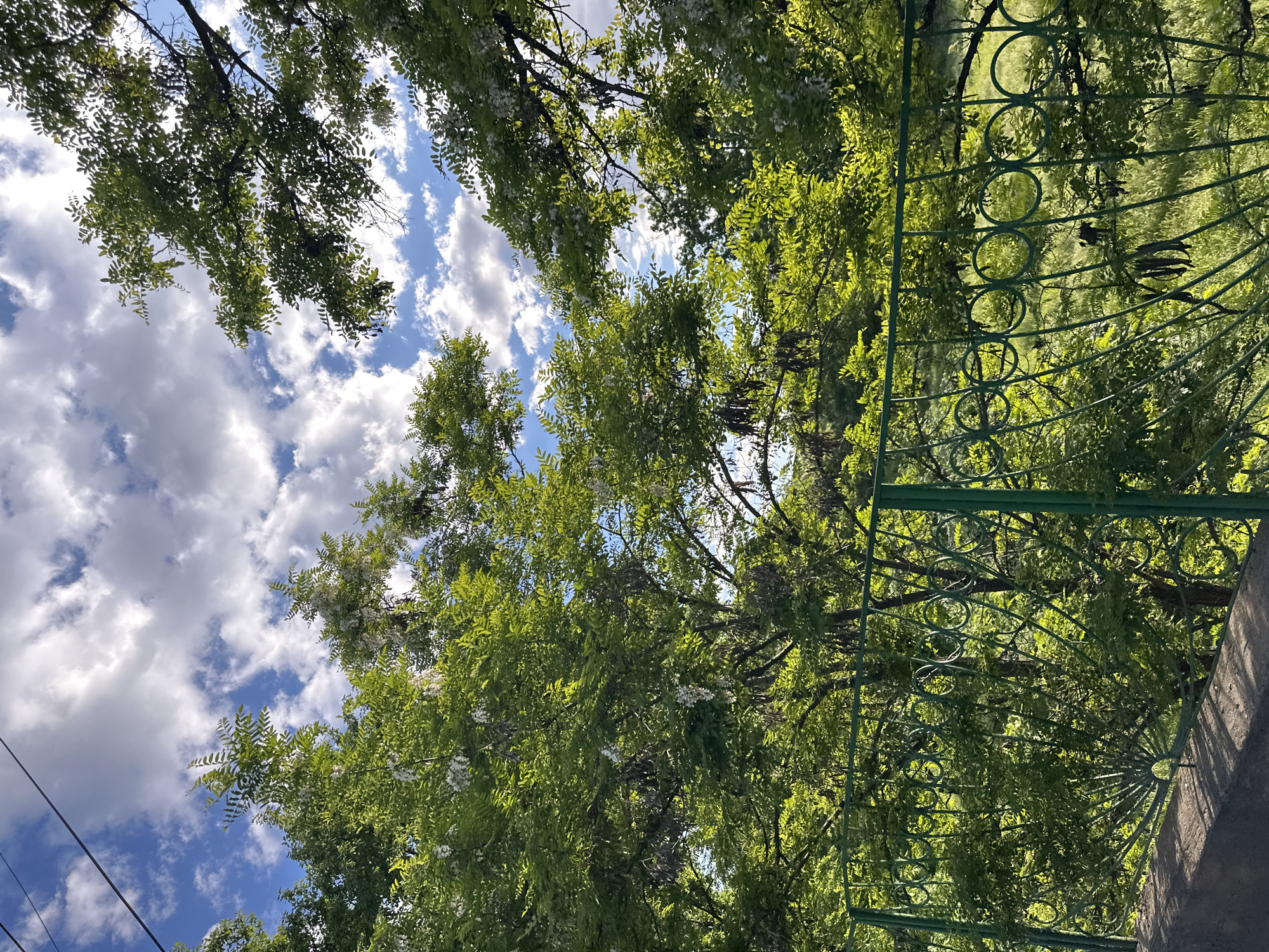 The image, taken in Yerevan, Armenia, depicts an upward view through tree foliage towards a blue sky with scattered white clouds. A green metal structure, possibly an archway or part of a decorative fence, is positioned on the right side of the frame. The trees are in full leaf, some with white blossoms. A power line is barely visible in the lower left of the image.