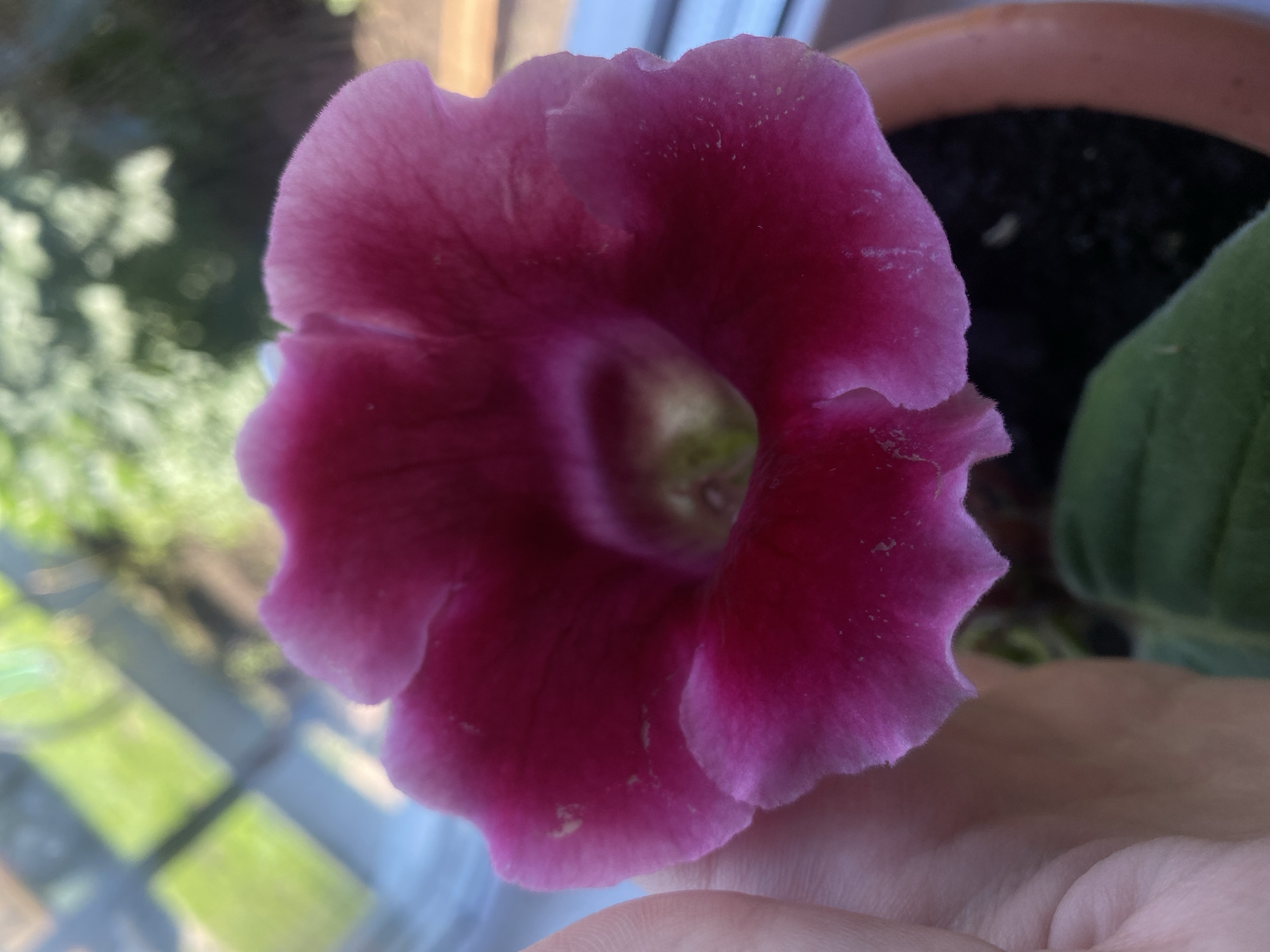 A close-up, eye-level shot features a vibrant pink, bell-shaped flower with ruffled edges, held gently in a person's hand. The flower's petals are a deep, saturated pink in the center, fading to a lighter, almost white hue at the ruffled edges. Tiny white speckles are visible on some of the petals. The interior of the flower reveals a lighter, greenish-yellow center.
The hand holding the flower is positioned on the left side of the frame, with fingers lightly cupping the base of the bloom. The flower is in focus, while the background is blurred, suggesting it's a natural outdoor setting. Hints of green foliage and a window with panes and blurry outdoor scenery are discernible in the background. The overall lighting suggests it's daytime, with natural light illuminating the scene. The image does not contain any information about the city of Pesnevo, Russia, or any specific urban environment.