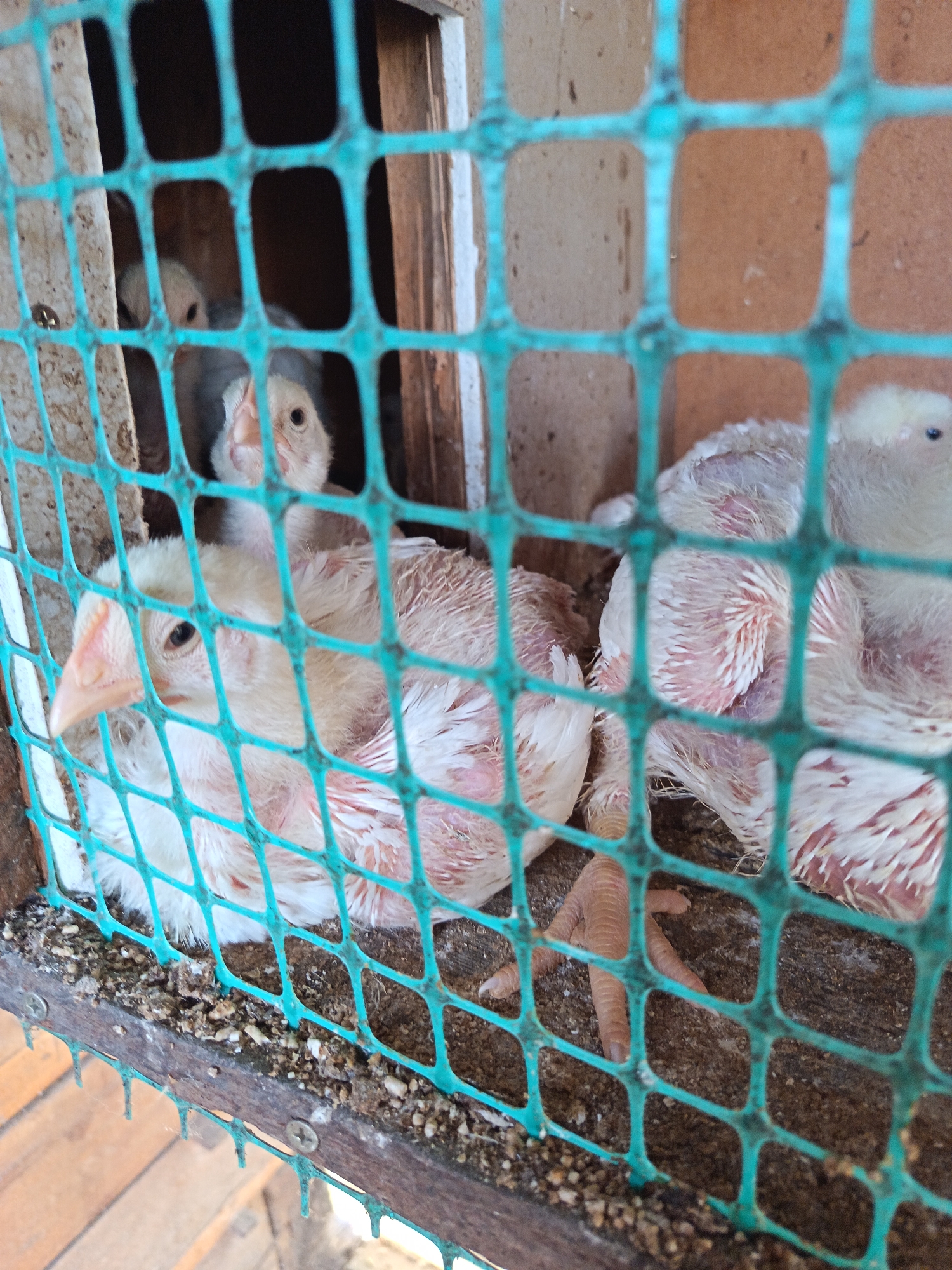 The image shows several young chickens in a wooden enclosure with a green mesh front. The chickens have white and pinkish feathers and are clustered together. One chicken in the foreground is looking towards the camera, with its beak visible. Another chicken is partially visible behind it. The enclosure appears to be made of rough wood and has a floor covered in dirt and debris. The scene is lit by natural light. The location of the city of Солонешное, Russia is not discernable from the image itself.