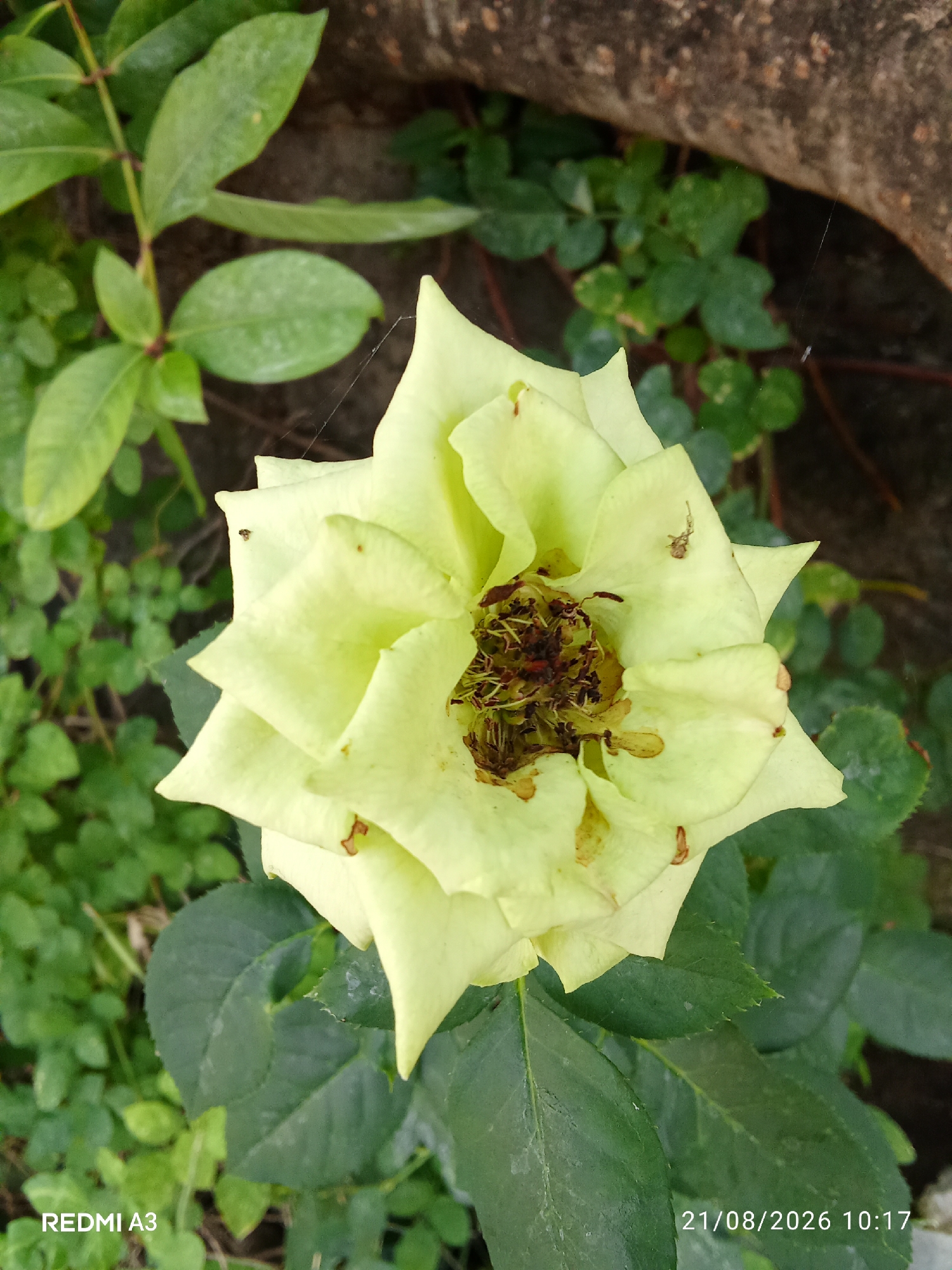 A pale yellow rose, with wilted petals and a brown, seed-filled center, is shown from a high-angle close-up view. The rose is surrounded by green foliage, with a blurred background of a tree trunk or large branch. Two small insects are visible on the petals of the rose, and a thin spiderweb is stretched across some of the leaves and petals. The lower right corner of the image displays a timestamp and camera model: "21/08/2026 10:17" and "REDMI A3". The scene appears to be outdoors in a garden setting. The location in the city of Cemani, Indonesia, is not visually identifiable from the image itself.