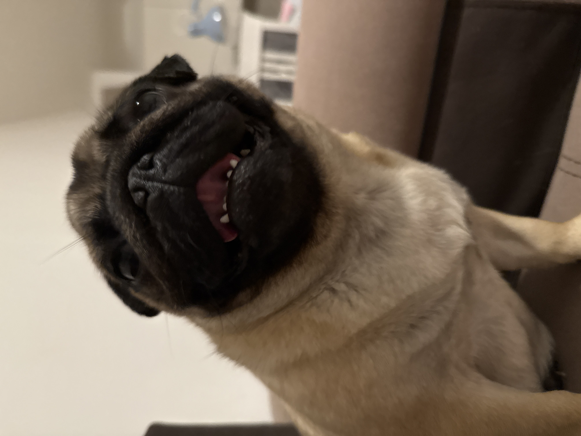 A pug dog is shown in a close-up shot, looking directly at the camera with its mouth slightly open, revealing its teeth and tongue. The dog has a fawn-colored coat and a black face mask. It is sitting on a brown couch, and the background is a blurred interior setting with a wall and some furniture. The lighting is warm and appears to be from an artificial source. The image is taken from a low angle, emphasizing the dog's face.