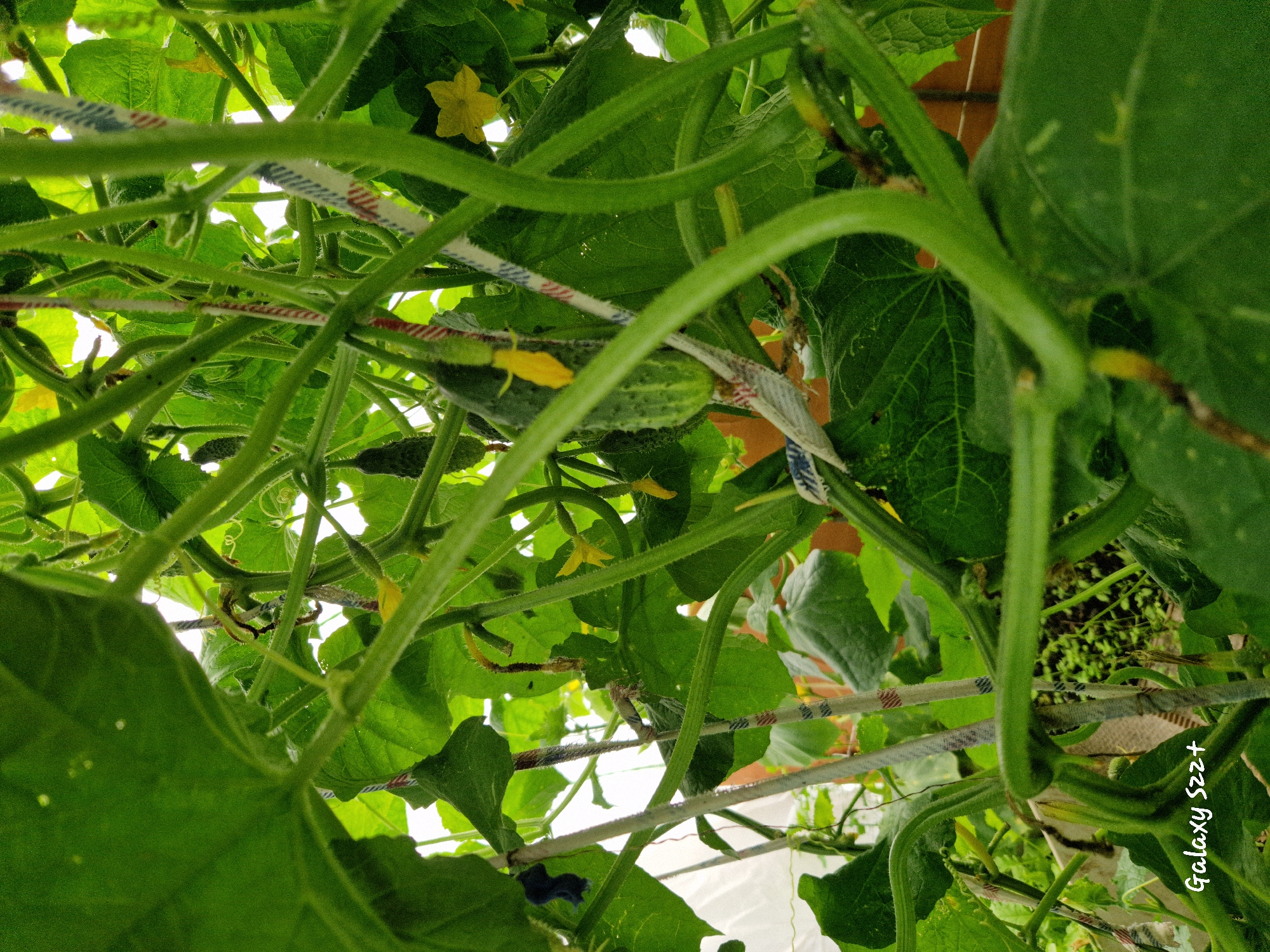 The image captures a close-up view of a cucumber plant growing indoors, likely in a greenhouse. The plant is supported by ropes or strings, and its vines, leaves, and small cucumbers are prominently featured. Yellow flowers are also visible. The overall impression is one of lush, green growth. The text overlay at the bottom left corner, "Galaxy S22+", indicates the type of phone used to take the picture. No people or specific urban features of Myski, Russia, are discernible in the image.