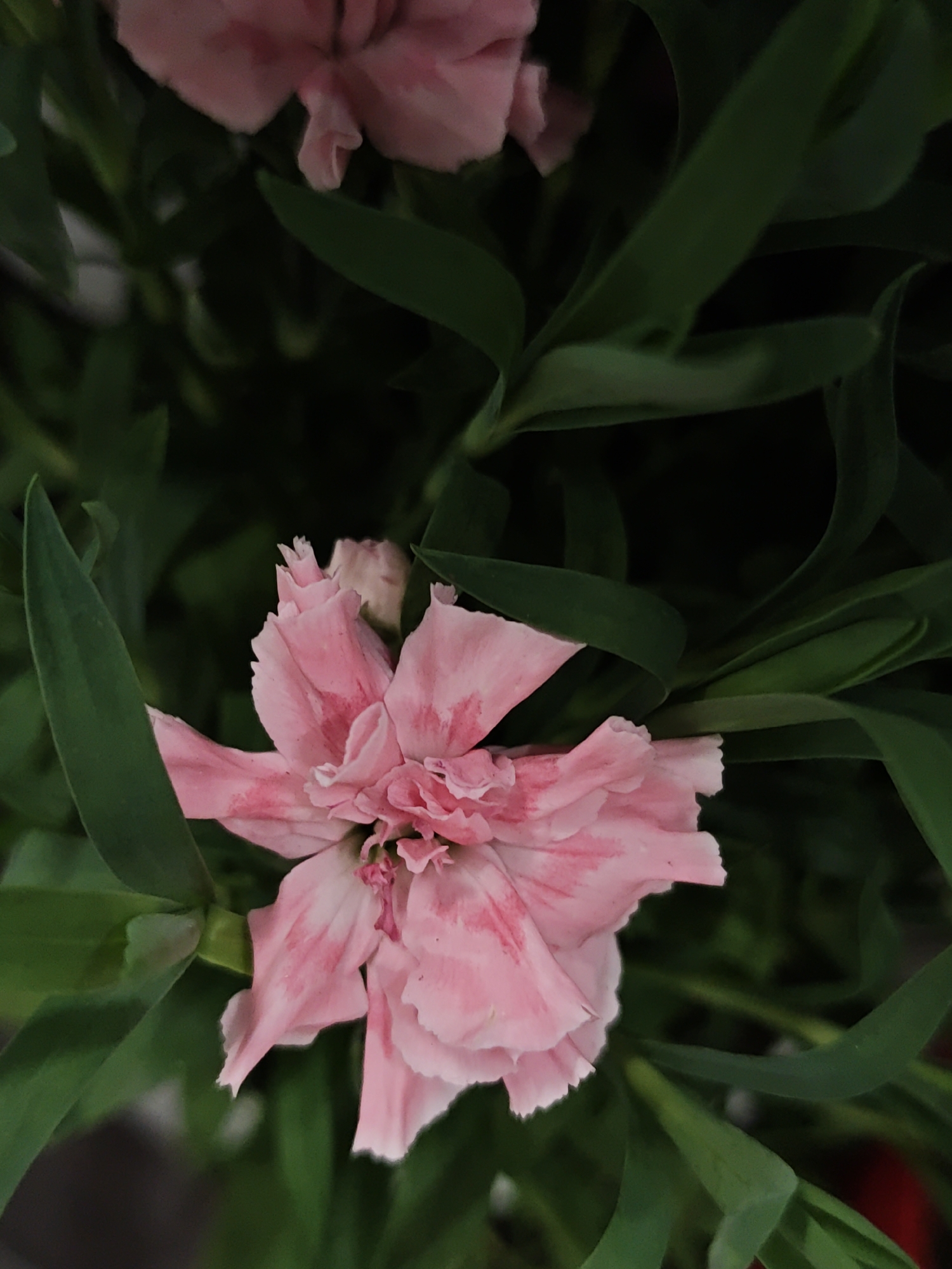 The image shows a close-up of pink carnation flowers with green leaves. The flowers are in full bloom, with delicate petals that have a slightly marbled pattern of light and dark pink. The green leaves are long and slender, providing a contrasting backdrop to the colorful flowers. The environment appears to be indoor, possibly a garden or floral arrangement. The image doesn't provide any information on location in the city of Vinnytsia, Ukraine.