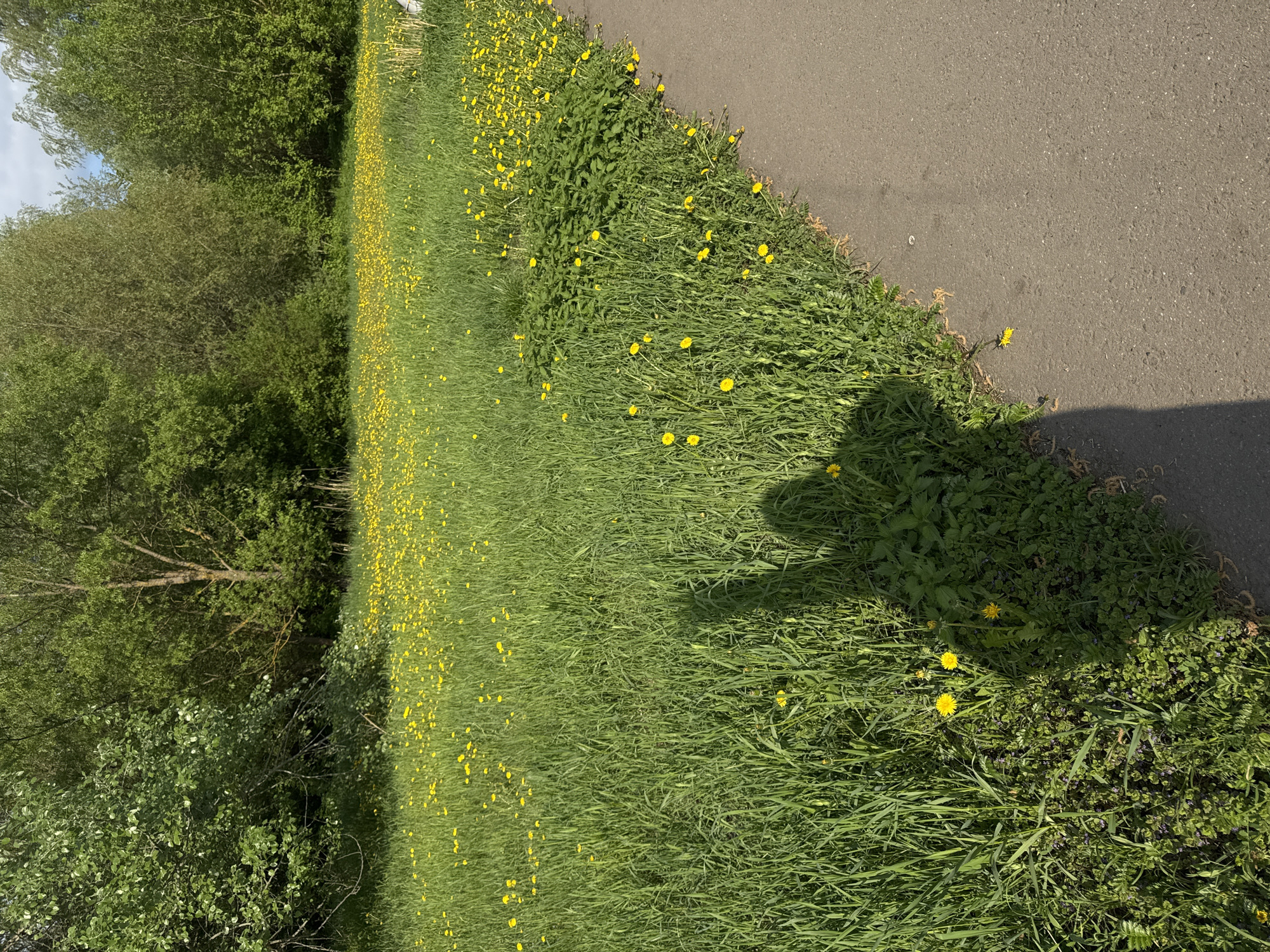 A medium shot depicts a grassy verge densely populated with dandelions along a paved path, with a line of trees along the left side of the frame. The shadow of a person is cast across the right side of the image, partially obscuring the grass. The location is not explicitly identifiable as Moscow, Russia, from the provided visual information.