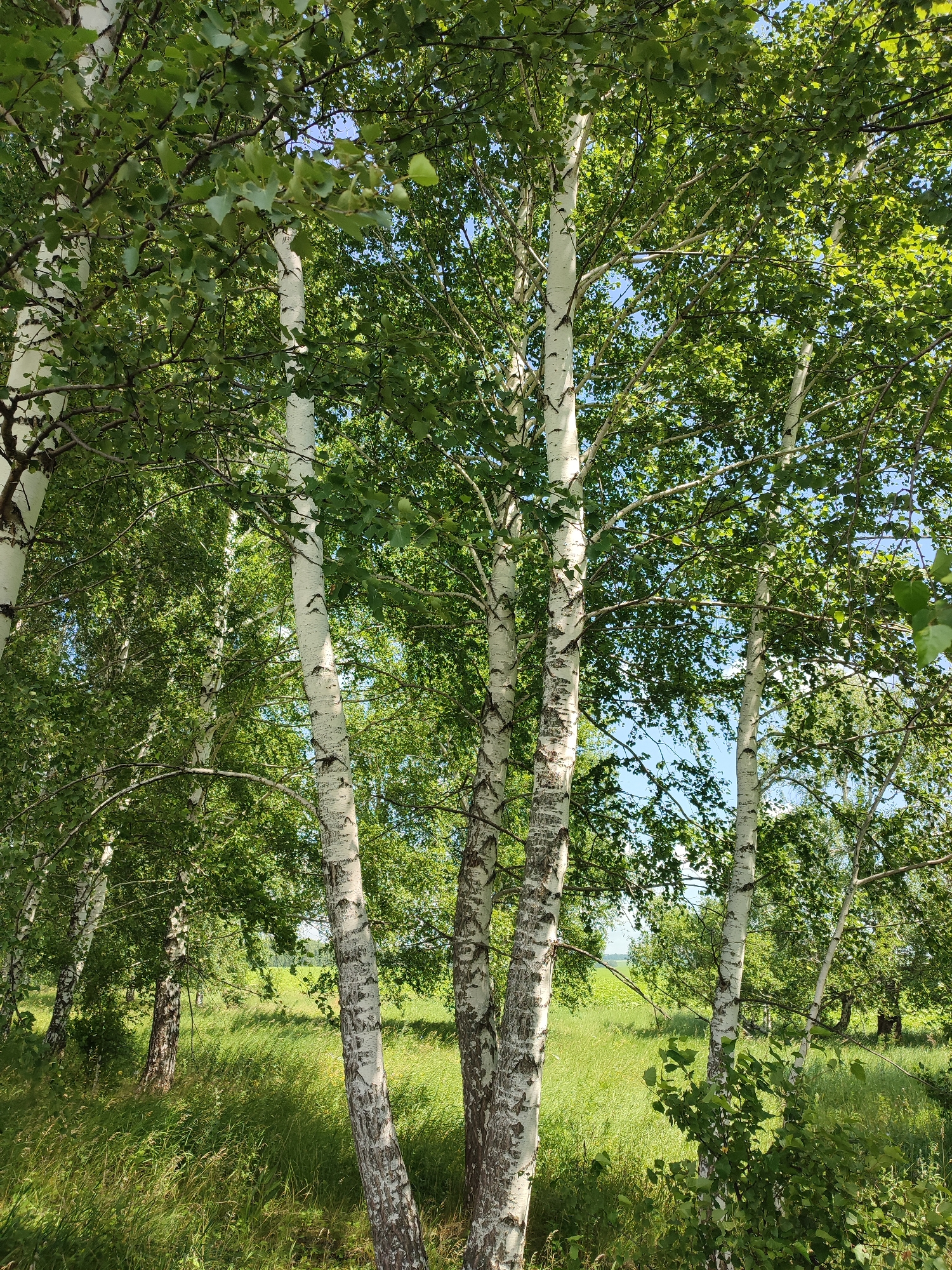 A sunlit grove of birch trees with white bark and green leaves stands in a grassy field. The trees are tall and slender, with some trunks appearing to be clustered together. The grass is lush and green, with some taller stalks visible. The sky is blue and clear, with dappled sunlight filtering through the leaves. In the background, a distant field can be seen. The image appears to be taken in an outdoor natural setting, possibly a park or forest. There are no people or animals visible in the image. The overall impression is one of natural beauty and tranquility.