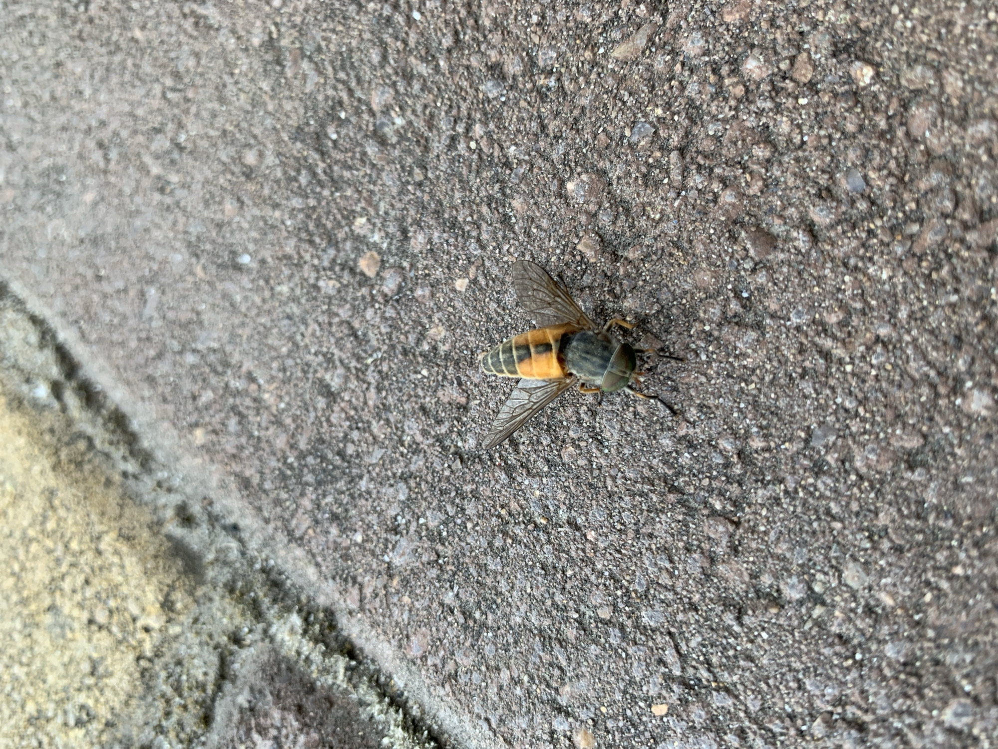 An overhead, close-up shot shows a hoverfly on a textured, dark gray surface that appears to be asphalt or concrete paving stones. The fly is positioned horizontally in the center of the frame, with its head pointing left. It has a dark gray thorax and a segmented abdomen with alternating bands of black and orange. One of its translucent wings is spread open, revealing a network of veins, while the other is folded. The fly's legs are visible, with the front two legs appearing to extend forward. To the upper left of the fly, a portion of a lighter-colored, rougher surface is visible, possibly an adjacent paving stone or a patch of dirt and moss. The image does not depict any specific Kropotkin landmarks or elements that would place it within that city.