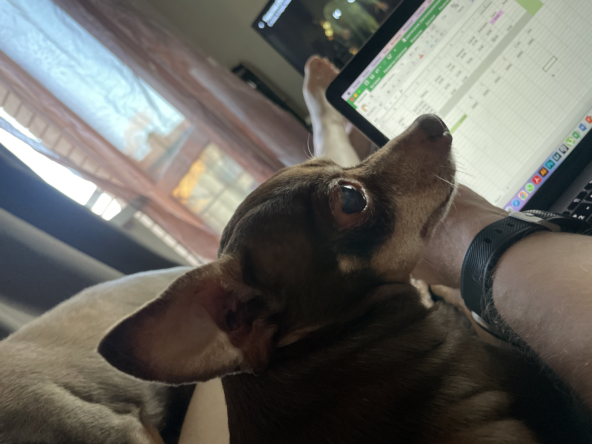 A close-up shot shows a small brown dog with large ears resting its head on a person's arm. The dog's eyes are open and it is looking to the right. A laptop computer is open in front of the dog, displaying a spreadsheet. In the background, a window is visible with sheer curtains. The lighting suggests it is daytime.