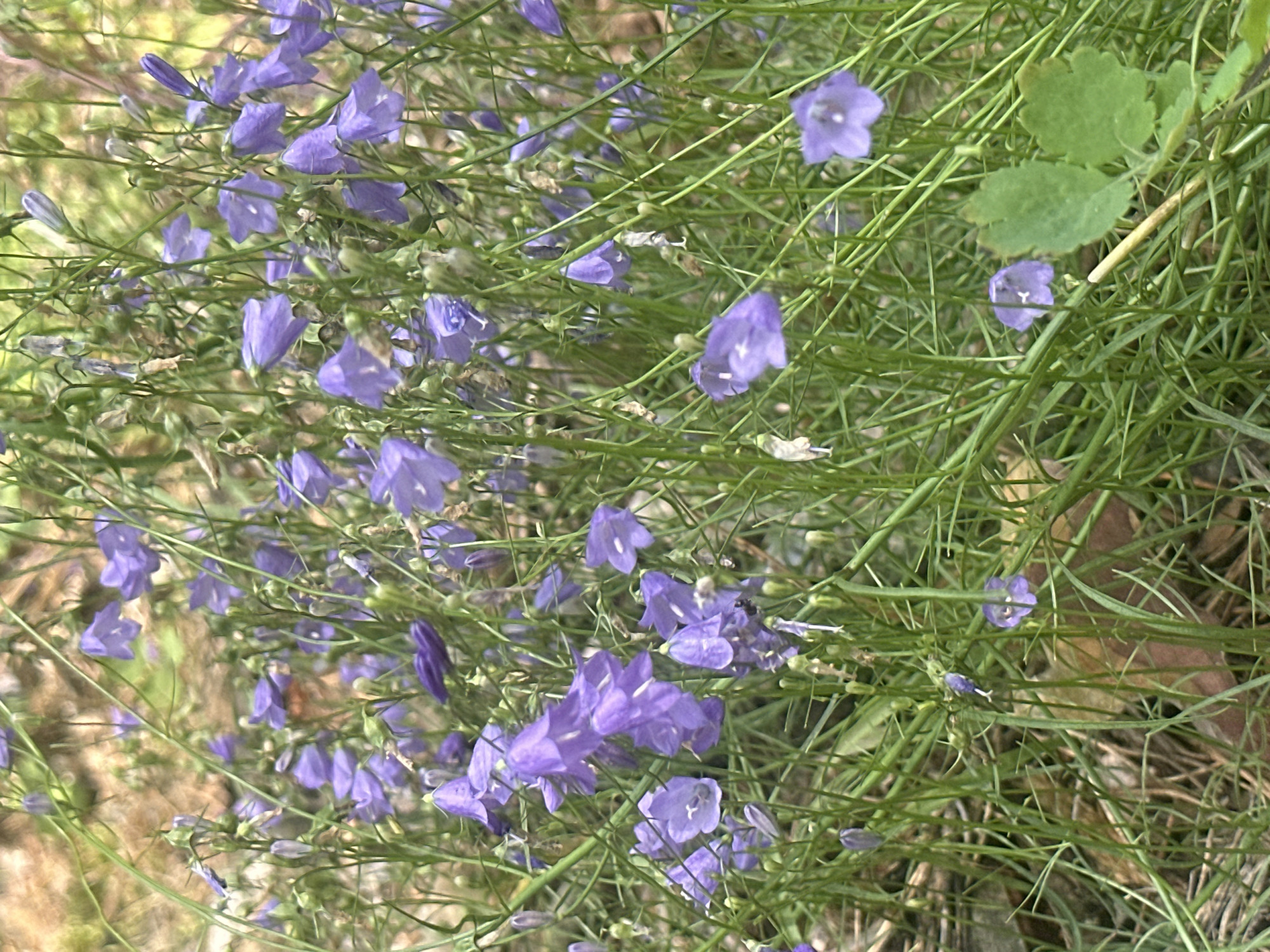 A close-up, eye-level shot captures a dense patch of Campanula rotundifolia, commonly known as Harebell or Bluebell, with numerous purple, bell-shaped flowers and thin, wispy green stems and leaves. The flowers are varied in their orientation, with some facing downwards and others open to the viewer. The background is softly blurred, suggesting a natural, outdoor environment with hints of brown earth and green foliage. The lighting is natural and diffused, indicating it is daytime. There are no people or animals visible in the frame. The image is focused on the delicate details of the wildflowers and their surrounding greenery.