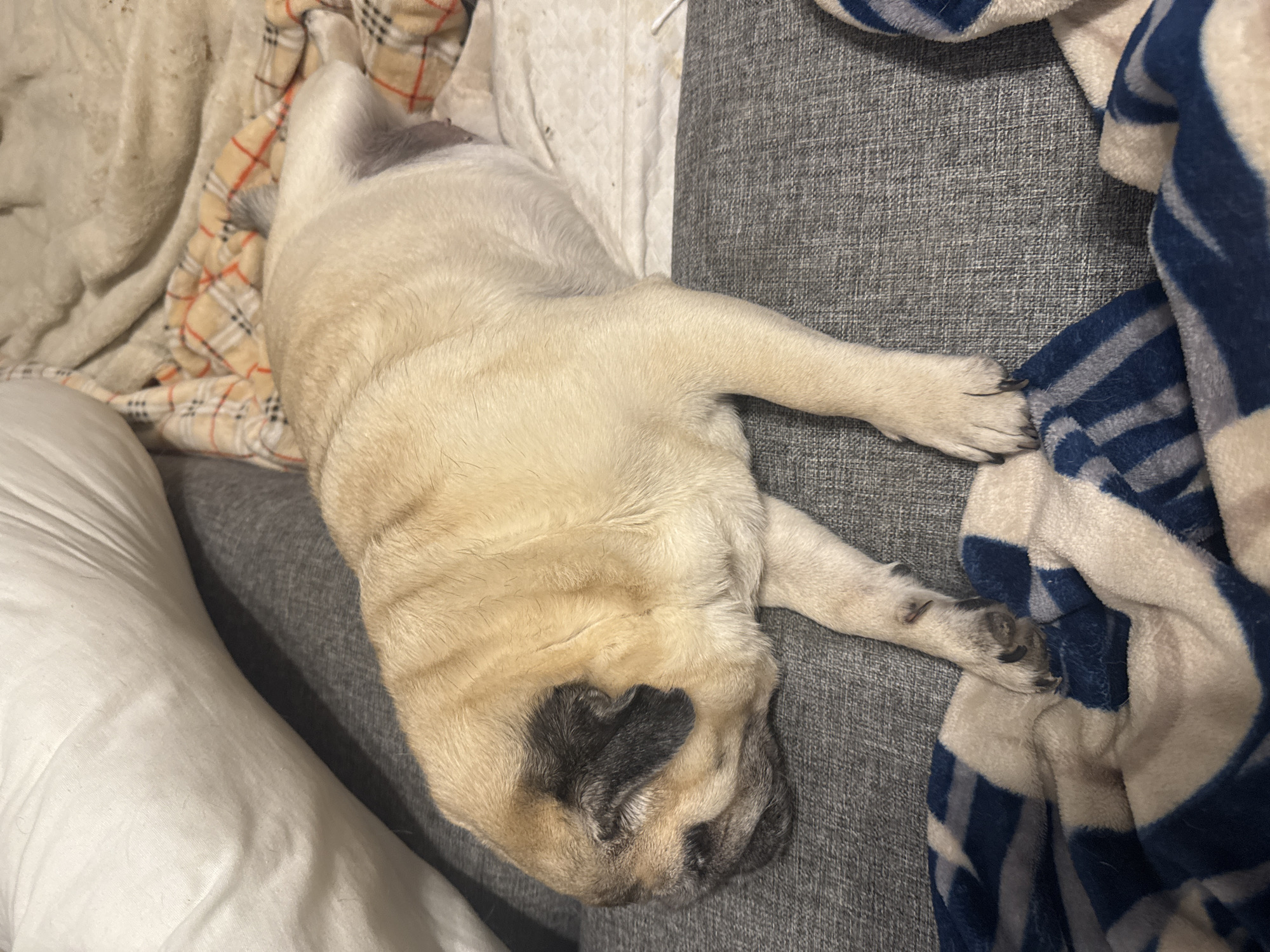 The image shows a pug dog sleeping on a gray couch. The dog is light brown with black markings on its face. It is covered partially by a blue and white striped blanket on the left and a beige plaid blanket on the right. The couch is situated in what appears to be a living room. There is a white pillow behind the dog on the left. The scene does not provide any specific information about the city of Bishkek, Kyrgyzstan.