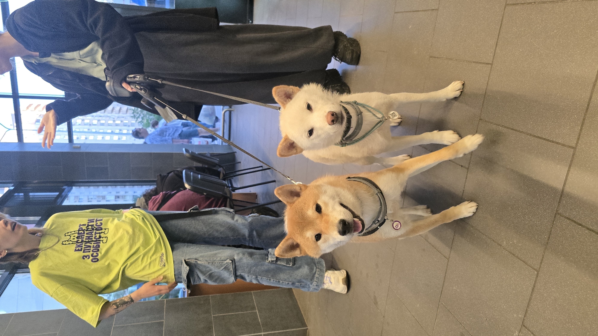 Two Shiba Inu dogs, one tan and one white, are standing on a tiled floor in what appears to be an indoor public space, possibly a cafe or shopping center. Both dogs are on leashes, held by unseen individuals. The tan dog is in the foreground, looking directly at the camera with a panting expression. The white dog is slightly behind and to the right of the tan dog, also looking forward. Behind the dogs, the lower half of two people are visible. The person on the left is wearing a bright yellow t-shirt with Cyrillic text and baggy denim pants. The person on the right is wearing dark clothing, including a long coat and dark pants. In the background, there are windows showing a cityscape, which, based on the visible architecture, suggests the location is Kyiv, Ukraine. Other people are visible in the distance, and chairs and tables are partially visible, indicating a public gathering place.