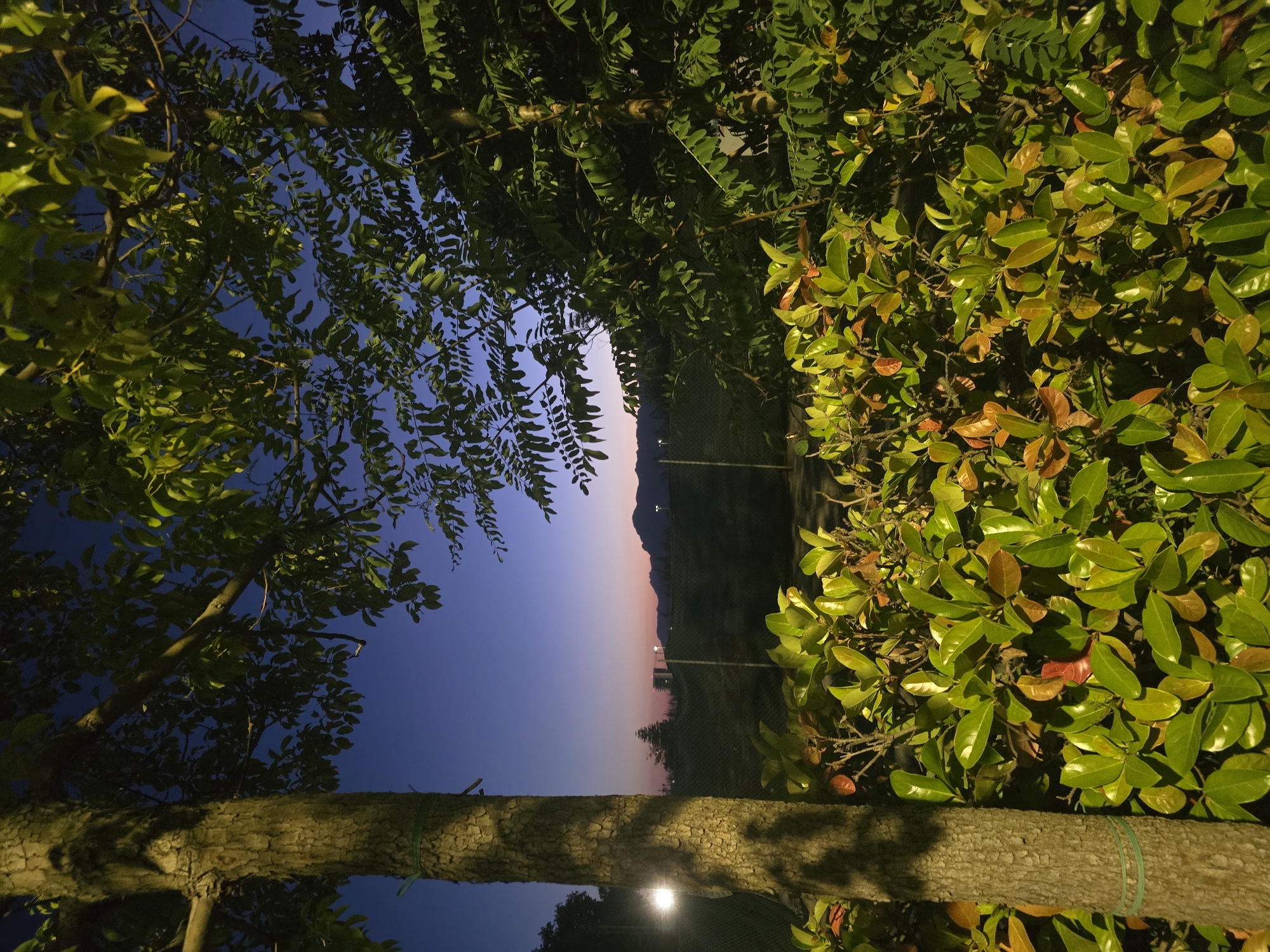 The image captures a twilight scene in Salerno, Italy, with a focus on natural elements against a darkening sky. In the foreground, a textured tree trunk stands on the left, its bark illuminated by an unseen light source, casting shadows on its surface. A green tie is wrapped around the lower portion of the trunk. In front of the tree, a dense shrubbery with vibrant green leaves, some tinged with red and yellow, fills the lower part of the frame.
Behind the immediate foliage, a chain-link fence stretches across the middle ground, partially obscured by the vegetation and a distant tree with feathery leaves. To the far left, a bright light source, possibly a streetlamp, illuminates the scene. The background features a gentle slope leading to a range of mountains silhouetted against a sky transitioning from deep blue at the top to soft hues of pink and orange near the horizon. The faint outlines of buildings are visible on the distant slope. The overall atmosphere is tranquil, with the natural environment of Salerno dominating the view as dusk settles.