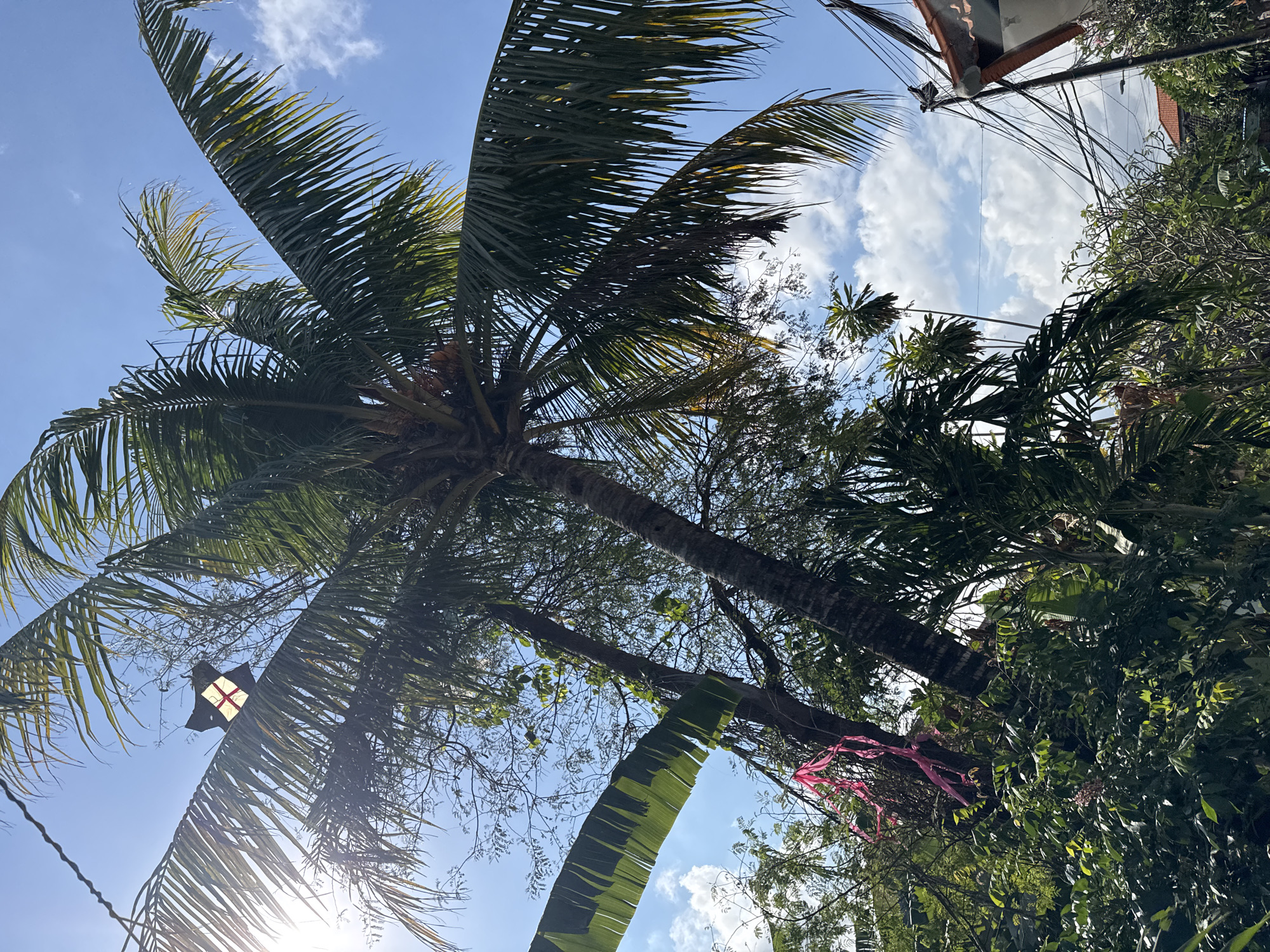A low-angle, full shot captures a bright, sunny day in Denpasar, Indonesia, with a clear blue sky dotted with fluffy white clouds. Dominating the frame is the vibrant green foliage of a palm tree, its fronds reaching towards the sky. A small, decorative kite, star-shaped with a red cross in the center, is suspended from a branch of the palm tree, caught amongst the leaves. Pink ribbons are tied to another tree trunk, adding a splash of color to the greenery. In the background, a tangled network of power lines crisscrosses the sky, connecting to a utility pole. To the right, the corner of a building with a terracotta-tiled roof is visible. The scene is filled with lush vegetation, suggesting a tropical environment within the city.