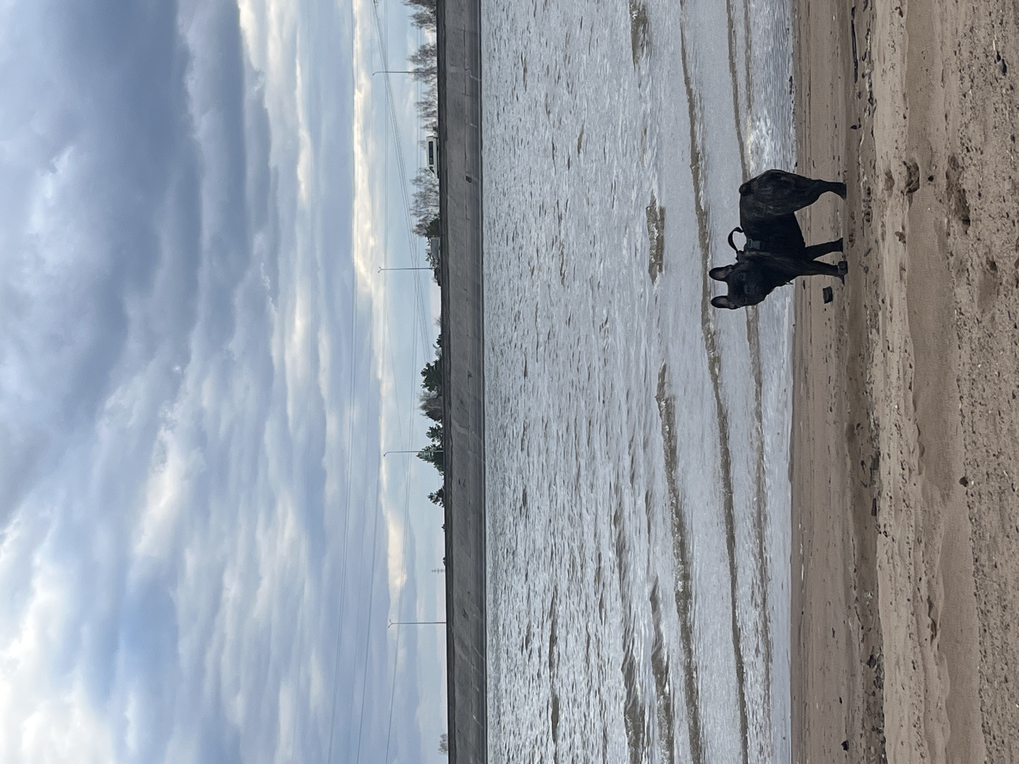 A dark-colored, stocky dog, possibly a French Bulldog, stands on a sandy bank next to a wide body of water. The dog, wearing a dark harness, faces towards the water, with its body turned slightly. The water, likely a canal or large river, shows small ripples across its surface and recedes into the distance.
Across the water, a flat, elevated landmass appears, which could be an embankment or a road. Scattered trees with bare branches line this distant bank. Several utility poles with power lines stretch across the mid-ground, parallel to the waterway. A faint, light-colored vehicle, possibly a truck or van, is visible on the distant road.
The sky above is overcast, filled with soft gray and white clouds, suggesting a cloudy daytime scene. The light is diffused, and there are no harsh shadows. The sandy bank the dog stands on shows subtle textures and faint imprints. The overall atmosphere is calm and muted. There is no visible text in the image. The location is Noviy, Russia.