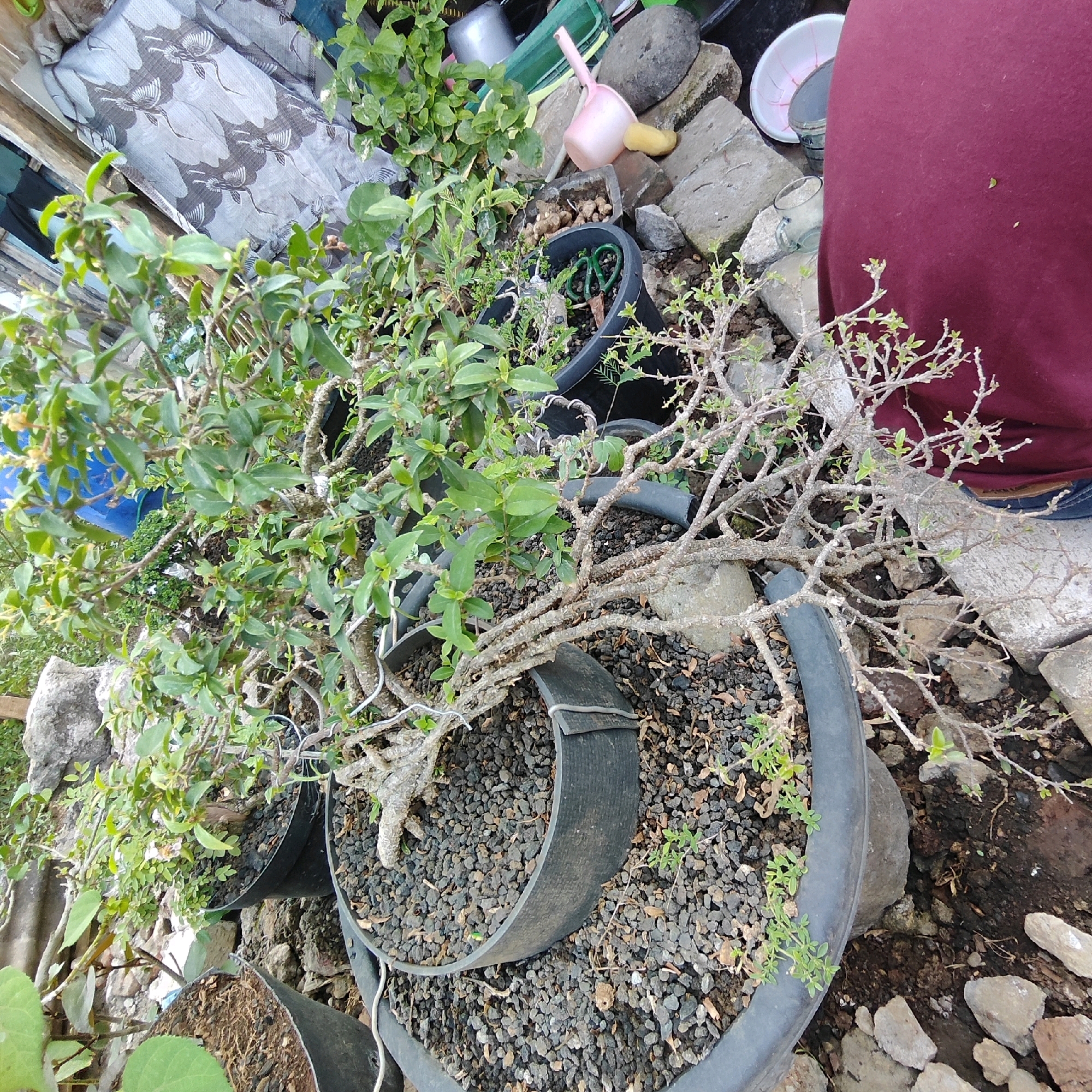 A person wearing a maroon shirt and blue jeans is sitting next to a potted bonsai tree. The bonsai is in a black pot filled with small grey stones. The tree has many branches and green leaves. In the background, there are more potted plants, rocks, and some gardening tools, including a pink watering can and a pair of green scissors. A patterned fabric is also visible in the upper left corner. The scene appears to be outdoors, possibly in a garden or yard.