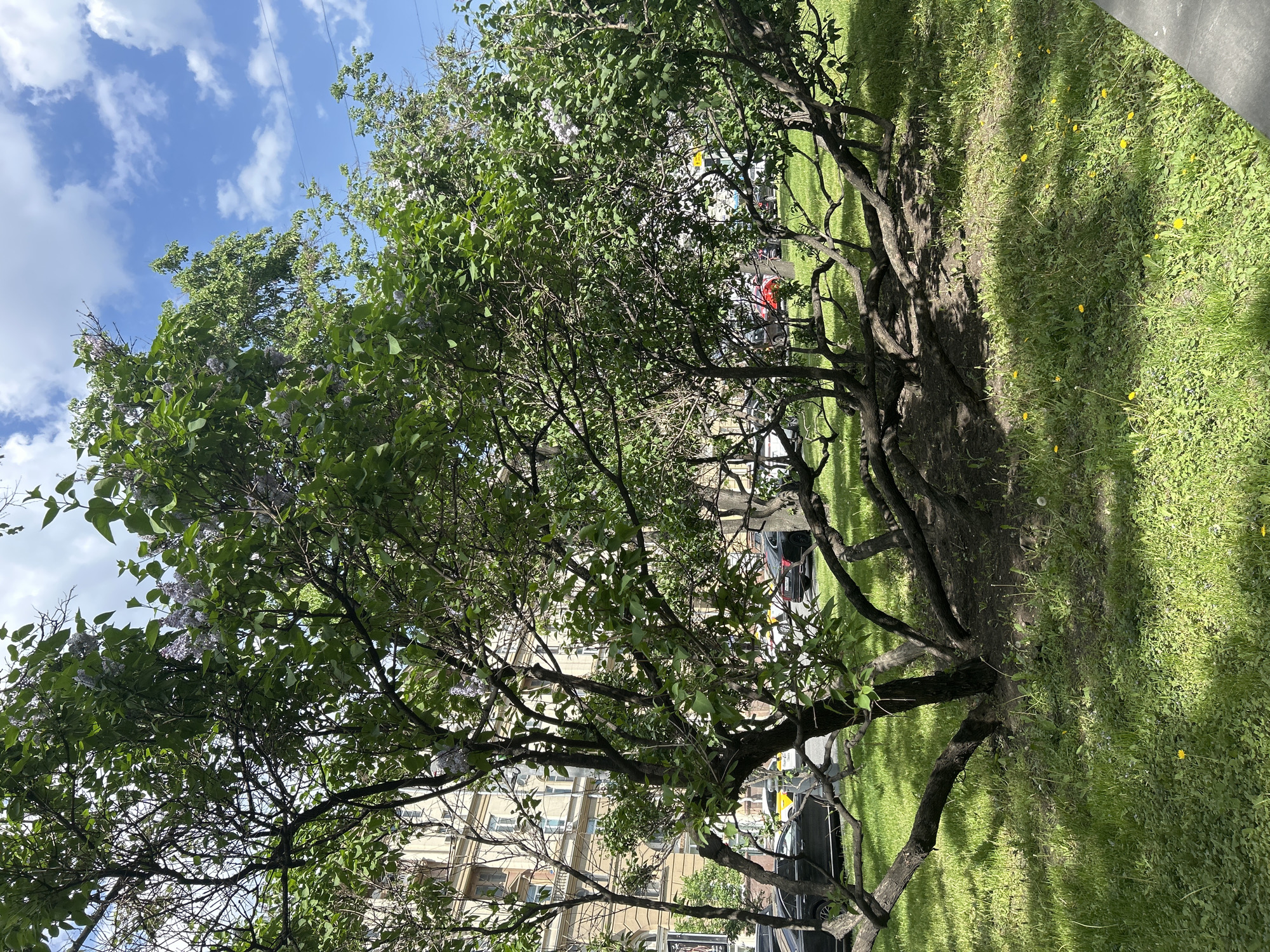 A landscape-orientation shot shows a tree, partially obscuring a building and parked vehicles. The view is upward-angled, with a portion of a blue sky dotted with white clouds visible in the upper left. The tree is full with green leaves and is partially covered by purple flowers. The grassy ground near the tree is uneven and has yellow flowers scattered throughout. Behind the tree, a building with beige walls is visible. There are several cars parked along the street near the building.