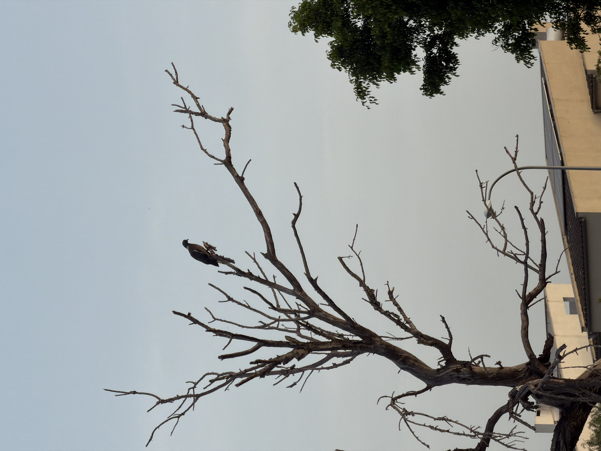 A bird of prey perches on a dead tree in Palma de Mallorca, Spain. The bird, silhouetted against a pale sky, is positioned on a high branch of the bare tree. The tree's branches are gnarled and leafless, creating a stark contrast with the clear sky. In the background, a building with a tiled roof and solar panels is visible, along with a lush green tree on the right side of the frame. The overall scene is one of natural elements juxtaposed with urban structures.