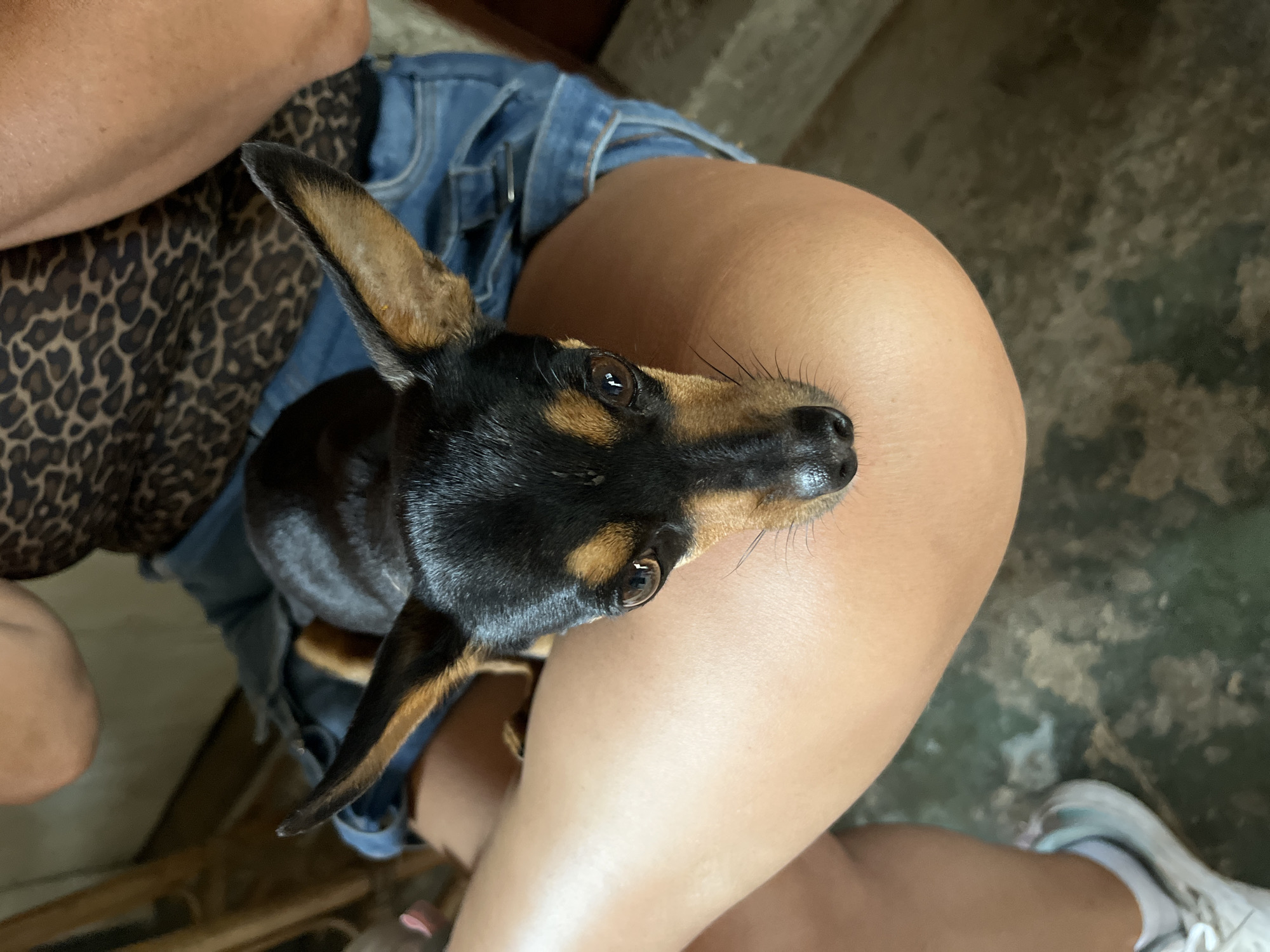 A black and tan miniature pinscher dog is resting on a person's lap, possibly indoors. The person is wearing denim shorts and a leopard-print top. Part of a white sneaker is visible in the lower right corner. The background appears to be a stone or concrete surface. The exact location in Juan Griego, Venezuela, cannot be determined from the image.