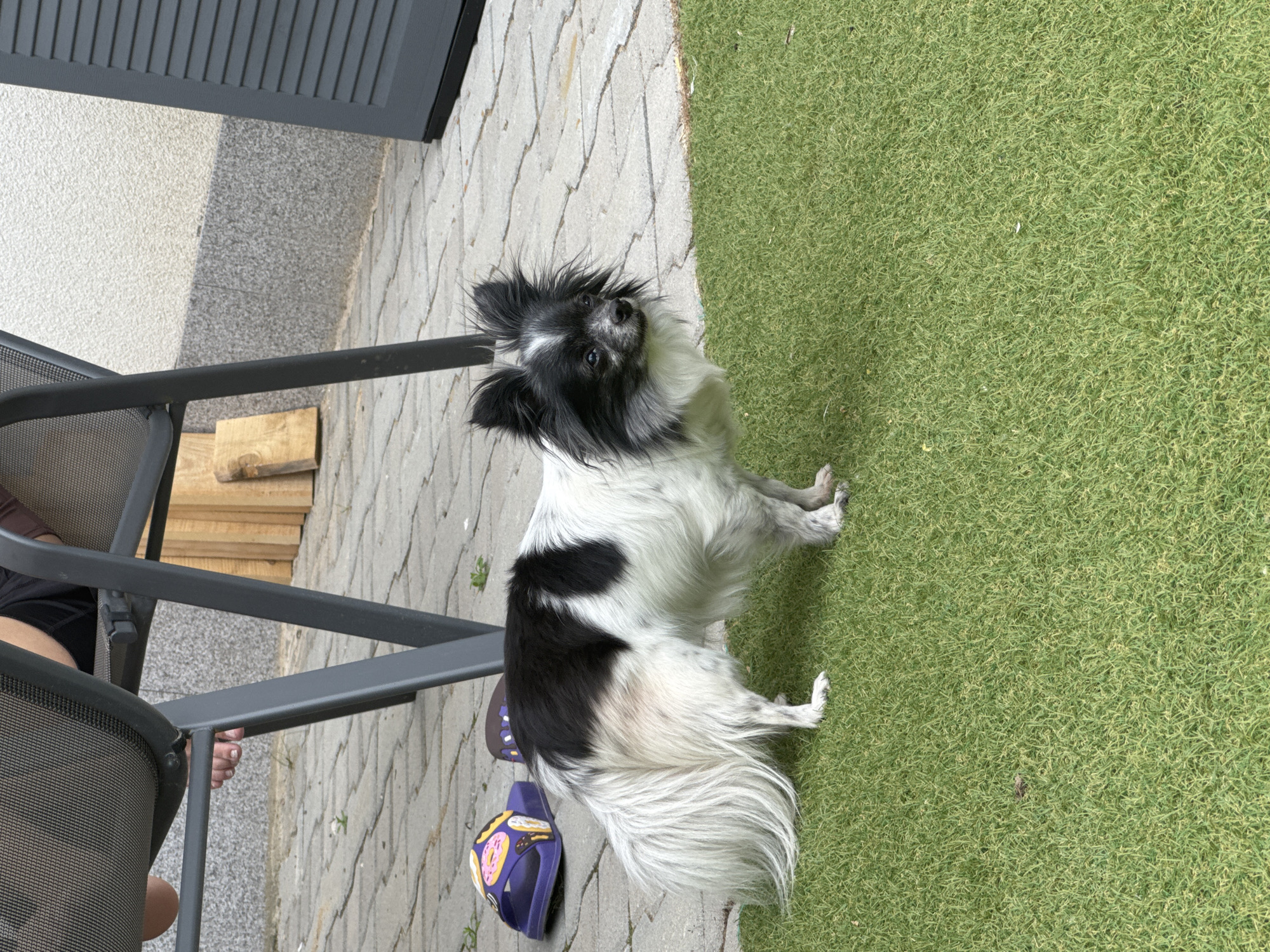A long-haired, black and white dog stands on a patch of artificial grass in a courtyard. The dog is facing right, with its head turned slightly to the left. Its tail is long and fluffy. In the background, a person's legs are visible under a metal chair. To the left of the dog, there are two purple slippers with colorful donuts and ice cream cones printed on them. The courtyard floor is paved with gray interlocking stones. A wooden plank leans against a textured wall behind the dog.