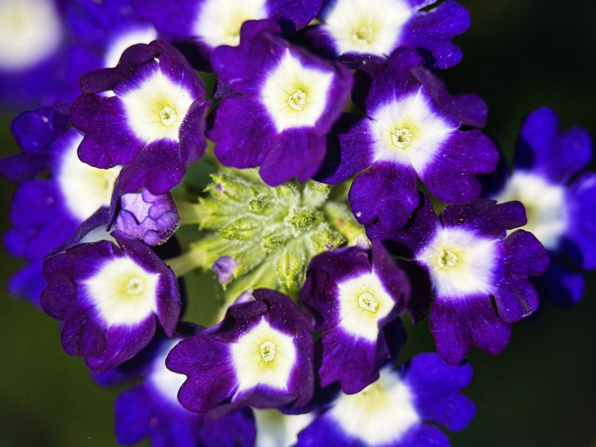 A close-up, high-angle shot shows a cluster of small, deep purple flowers with white centers against a dark green, out-of-focus background. The flowers are arranged in a radial pattern, with their five petals slightly curved outwards. The centers of the flowers are a bright yellow-white, with visible stamen in the center. The petals have a slightly velvety texture and appear to be dusted with tiny water droplets. In the center of the cluster, a fuzzy green bud or immature flower is visible. The image is sharply focused on the flowers, blurring out the surroundings. There are no people or any identifying landmarks of Kyiv, Ukraine visible in this image.
