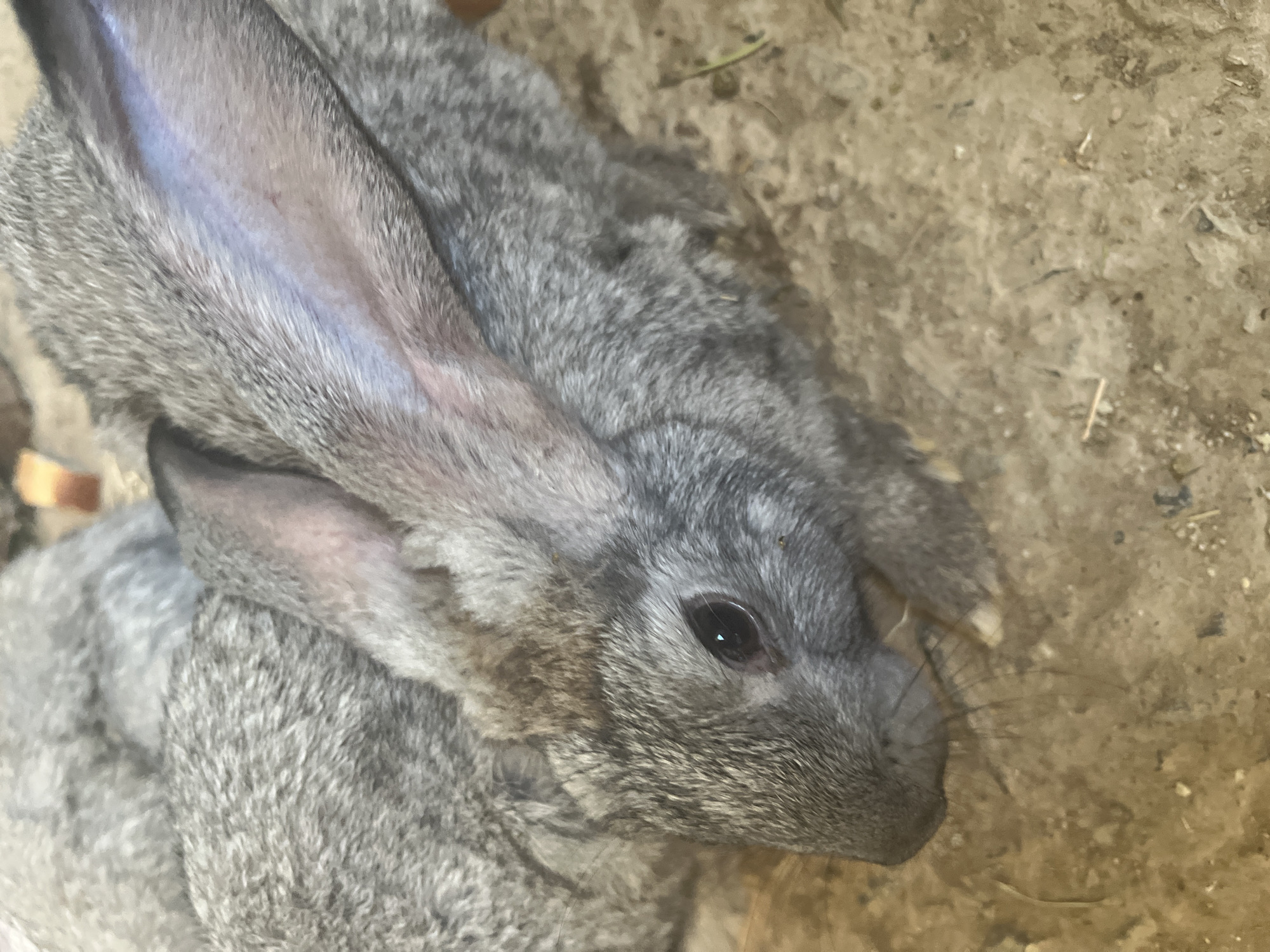 An extreme close-up shot focuses on the head and ears of a gray rabbit resting on a sandy surface. The rabbit's fur is a mix of gray and brown tones. Its left ear is prominently displayed, showing some pinkish skin and faint dark marks. The rabbit's dark eye is visible, reflecting light, and its nose and whiskers are also in focus. The background consists of the same sandy ground, with some faint debris. There is no indication of the city of Zarafshan, Uzbekistan, in the image.