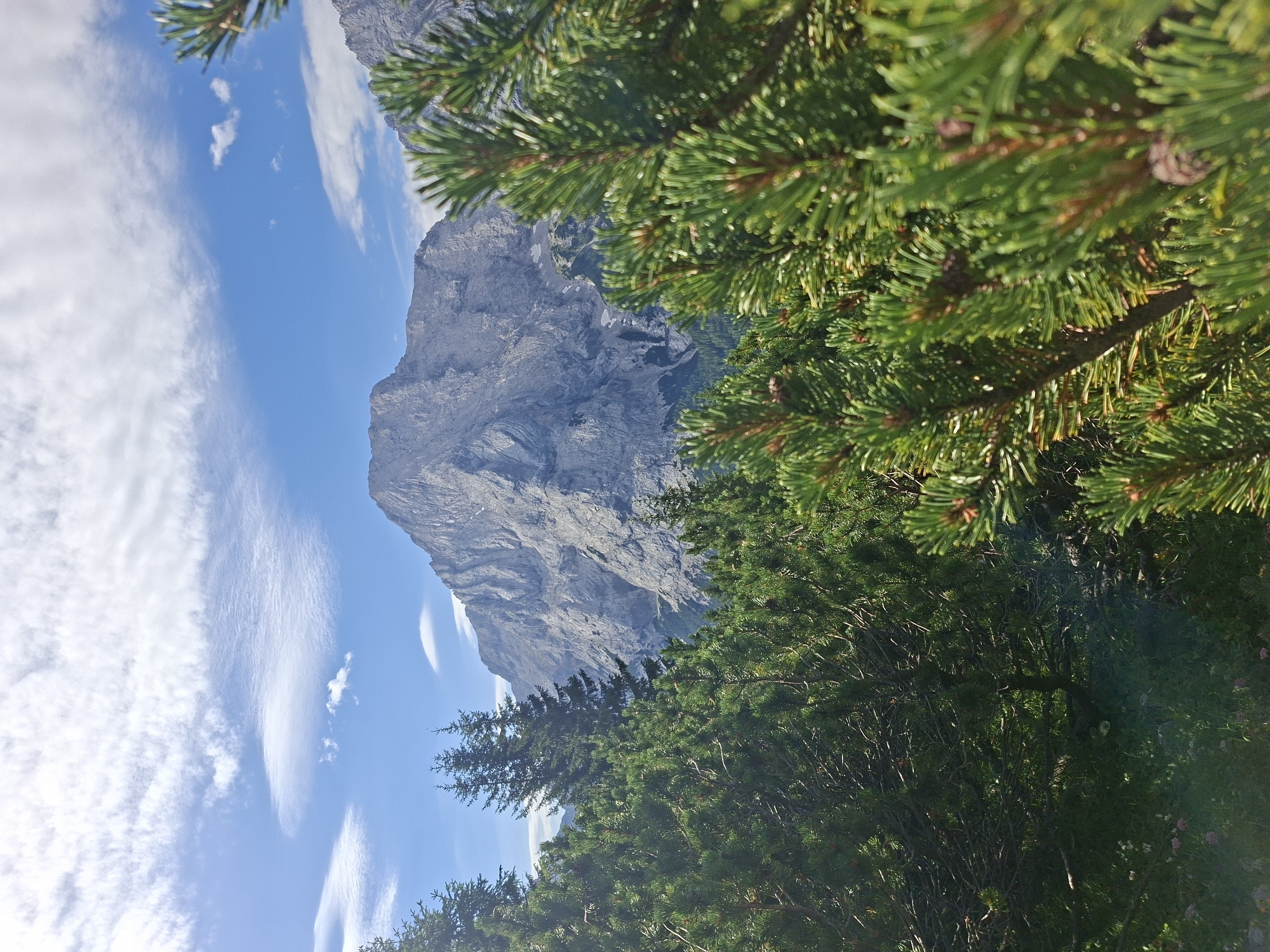 A bright, sunny day in Mieming, Austria, showcases a majestic mountain range towering over a foreground of lush green pine trees. The sky is a vibrant blue, dotted with wispy white clouds. The mountain's rocky slopes are textured and varied, with some areas appearing snow-dusted. The pine trees in the foreground are in sharp focus, their needles appearing vibrant and healthy. The overall scene evokes a sense of natural beauty and tranquility.