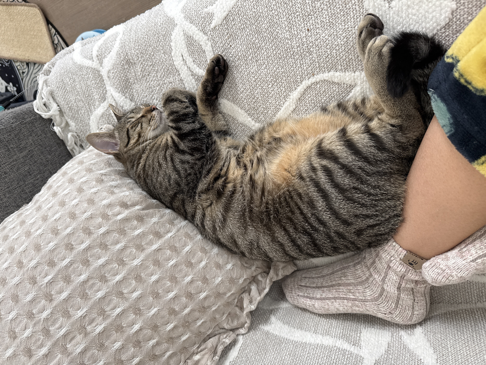 A tabby cat is sleeping on a couch next to a person's legs. The cat is curled up on its back, with its paws extended and its eyes closed. The cat's fur is a mix of brown, black, and tan stripes. The person's legs are visible, wearing a pair of light pink socks. The couch is covered in a light gray and white patterned blanket. The scene appears to be indoors, in a comfortable and relaxed setting. There is no indication of the time of day or weather. No visible text is present in the image.
