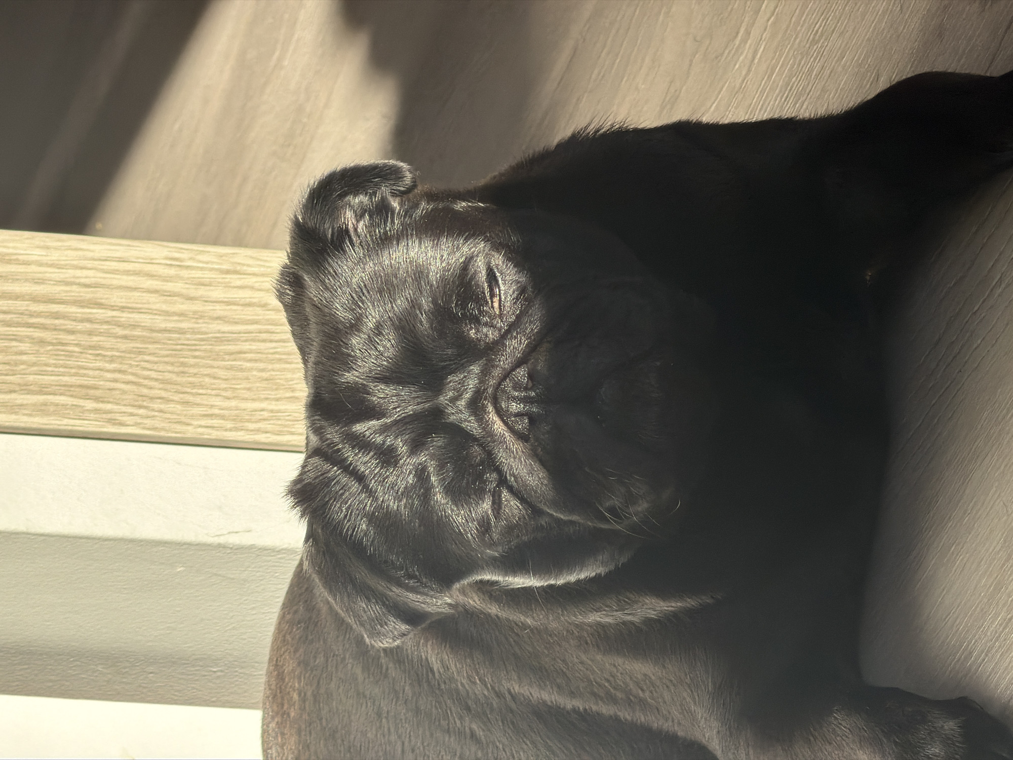 The image shows a black pug lying on a wooden floor, with its eyes partially closed and bathed in sunlight. The pug's wrinkled face is illuminated by the sun, creating strong highlights and shadows. In the background, there is a wall with a textured surface and a vertical wooden element. The scene is indoors, likely in a domestic setting, and there is no indication of the city of Sirius, Russia, or any other specific urban location. The overall impression is of a relaxed or sleeping dog enjoying a sunbeam.
