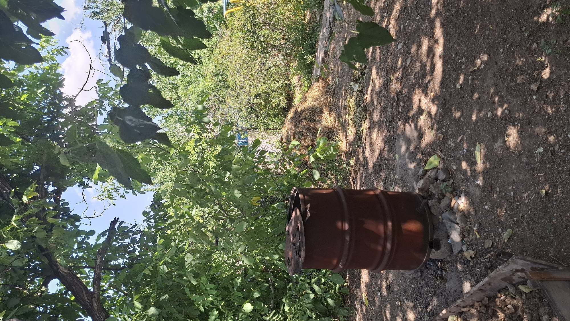 The image depicts an outdoor scene in Шұбарсу, Kazakhstan. In the foreground, a rusty, cylindrical metal barrel, likely used for burning, sits on a bed of stones and debris. The barrel has a damaged, open lid. Surrounding the barrel is a patch of dry, reddish-brown soil, with scattered leaves and small rocks. To the left of the barrel, a wooden planter box is partially visible, filled with dark soil.
Behind the barrel, a large pile of dried, brown vegetation, possibly compost or hay, is present. Dense green foliage, including trees with large leaves and smaller bushes, dominates the background, creating a shaded environment. The overall impression is of a rustic, possibly abandoned, outdoor area within a vegetated setting. The sky is visible in the upper portion of the image, appearing partially cloudy.