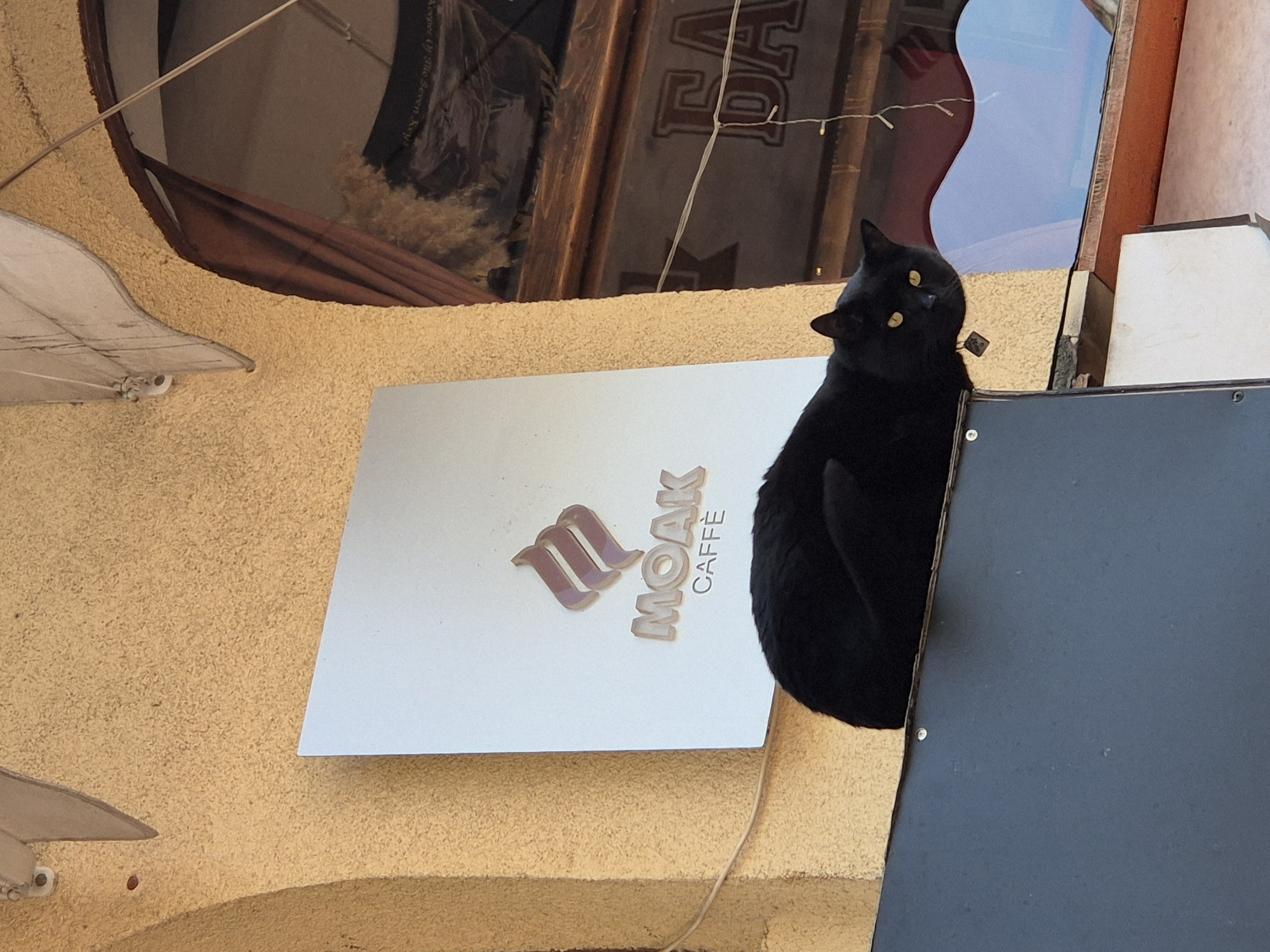 A black cat with yellow eyes sits on a dark blue ledge next to a "MOAK CAFFE" sign. The sign is mounted on a textured, tan-colored wall. Above the wall, there's a window display with a partially visible poster and strings of lights. The location is likely Varna, Bulgaria, given the cafe brand's presence in that country.